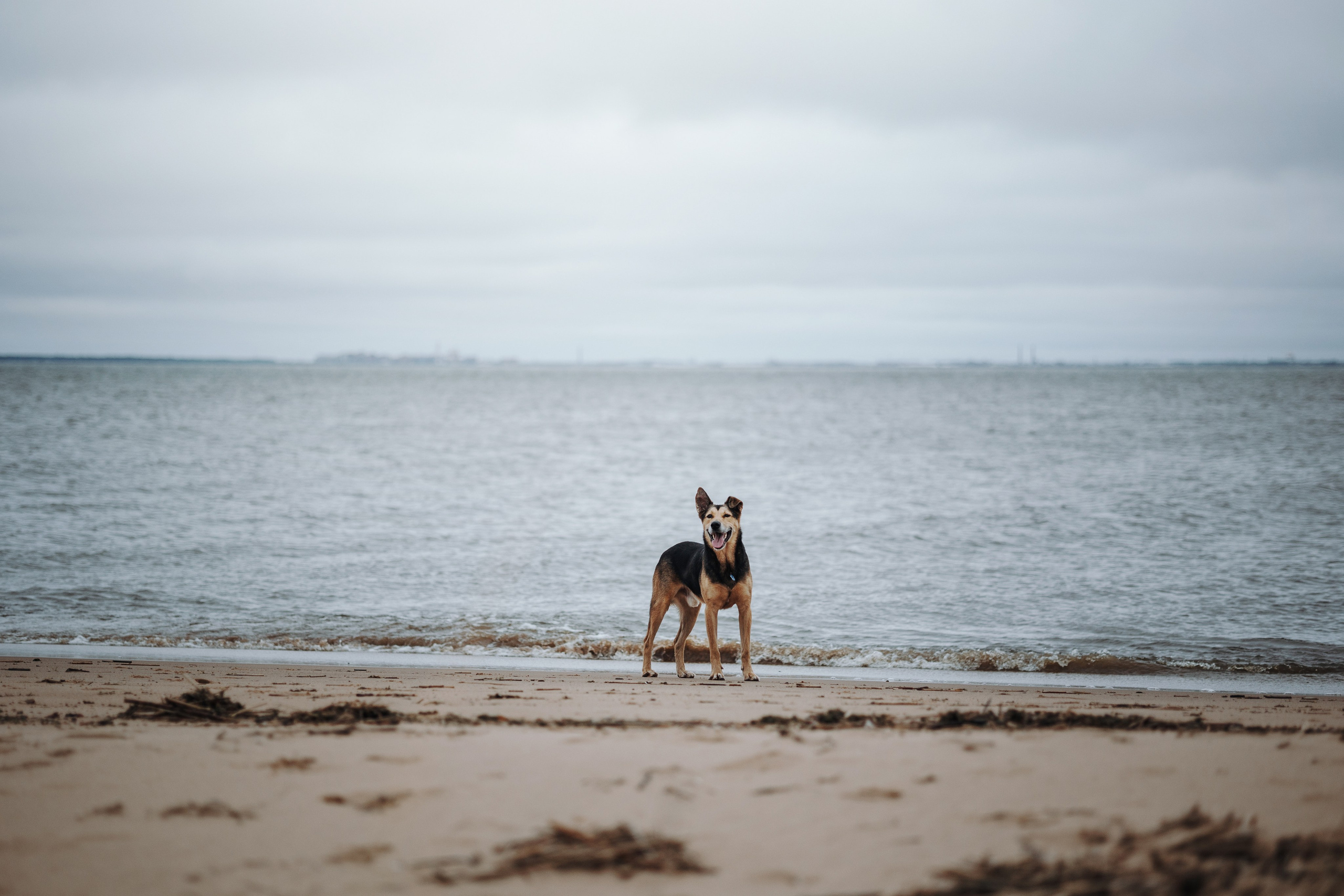 Наталья и Того. Фотограф — Анималист | Санкт-Петербург
