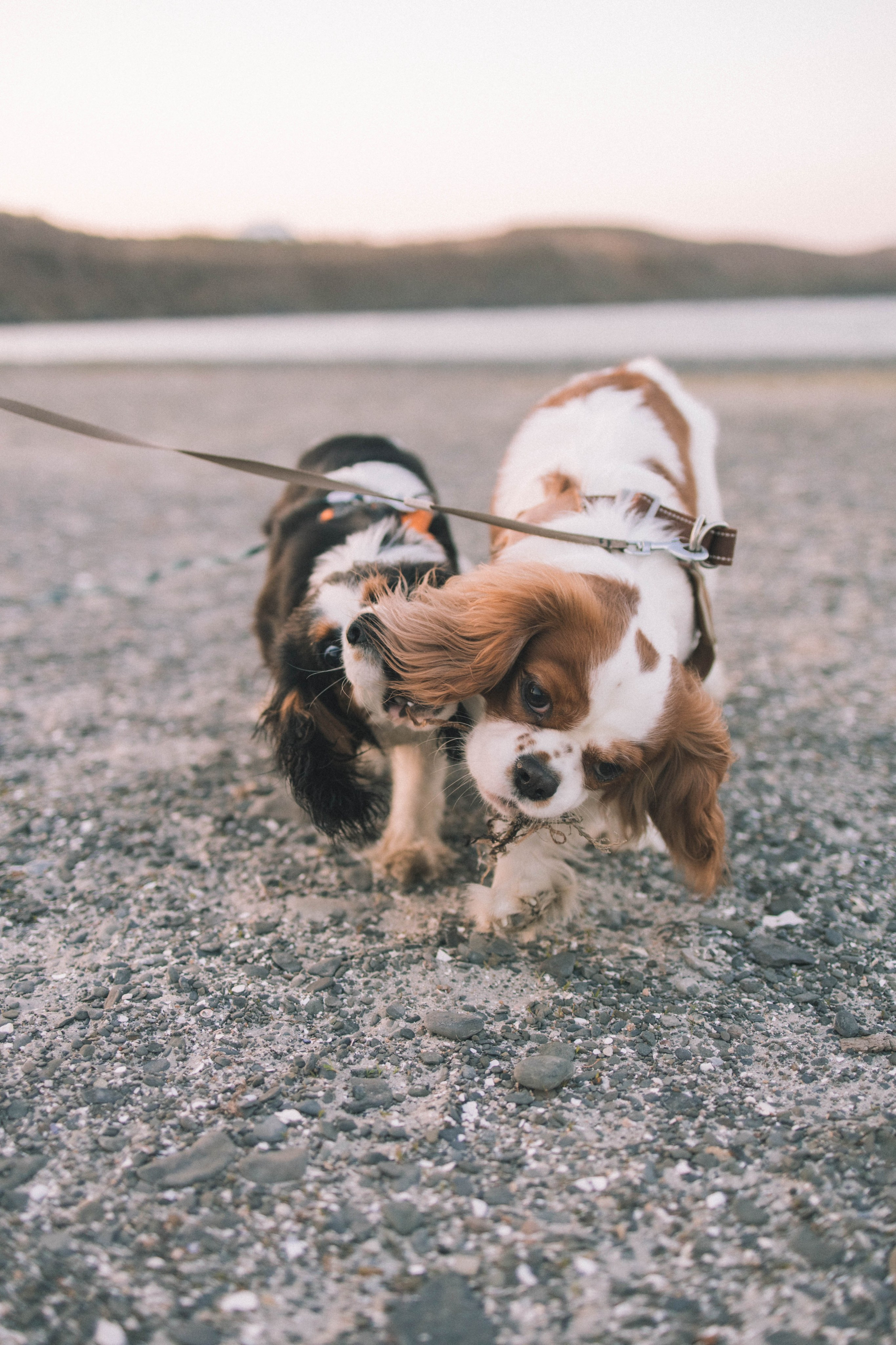 Кирилл и Мелания. Фотограф Виктория Куприянова