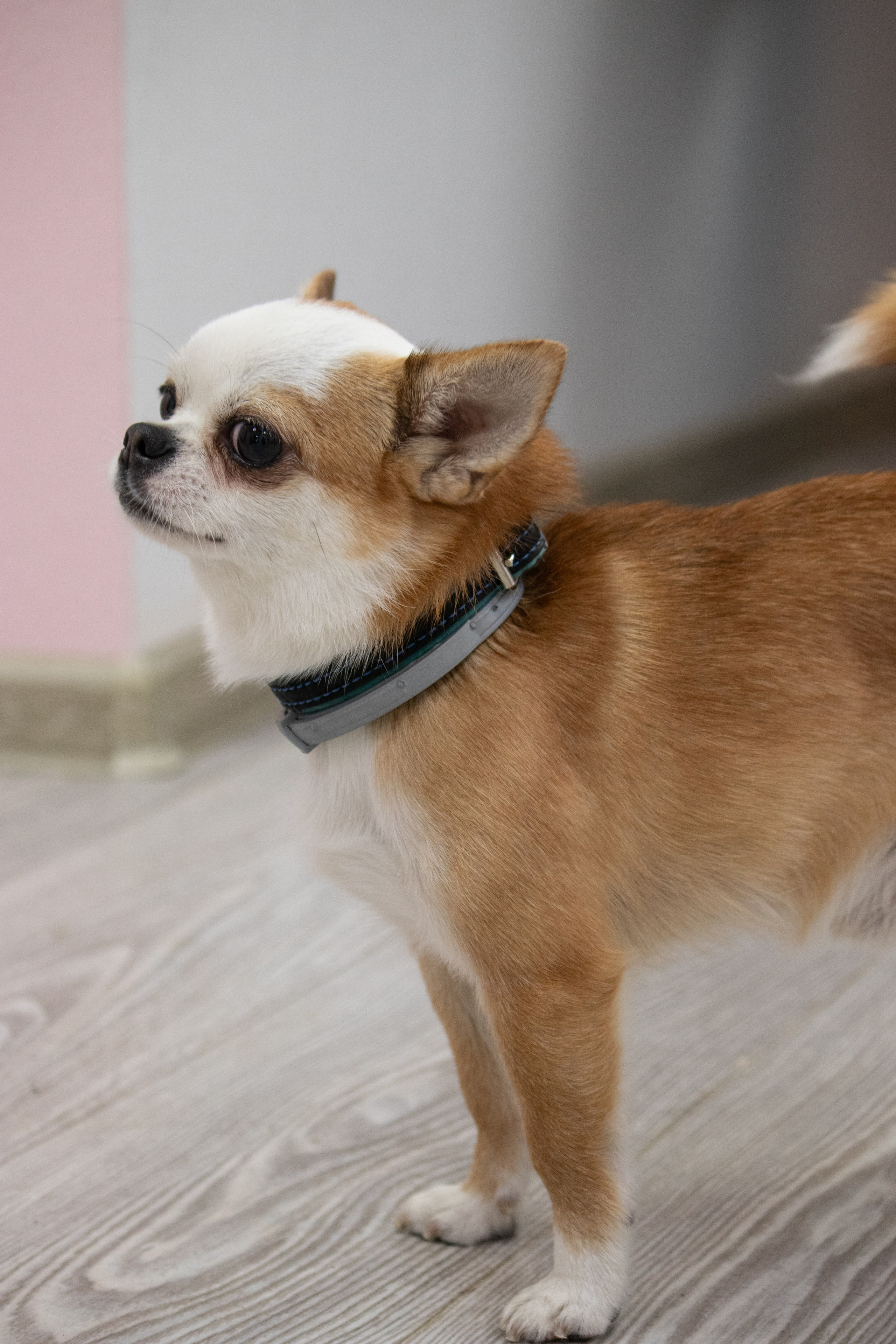 MOS`KA groom | Стрижки кошек и собак | НН. Фотограф в Нижнем Новгороде Екатерина Хисматулина