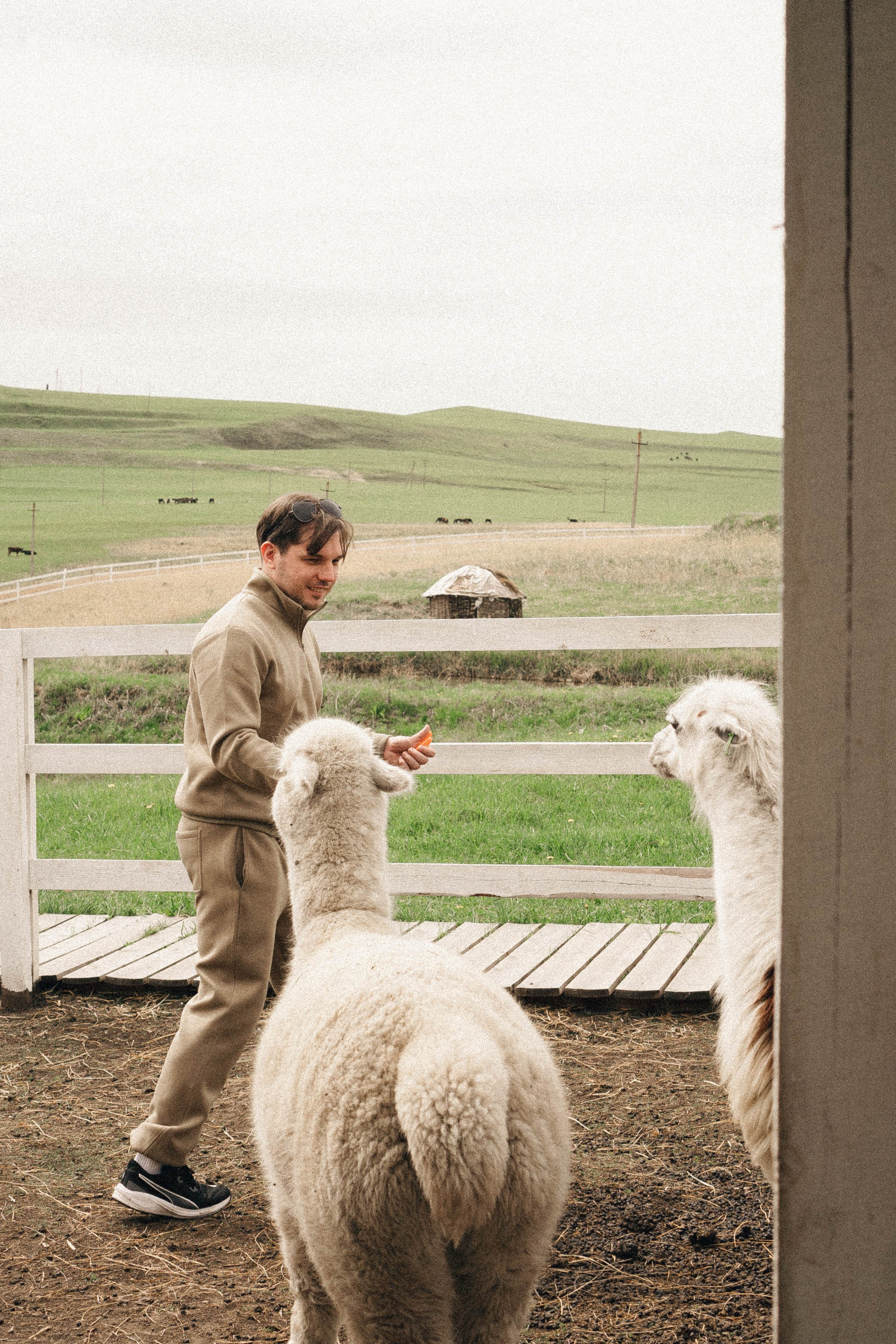 Ферма Альпак. Профессиональный фотограф, Санкт-Петербург — Виктория Богомолова