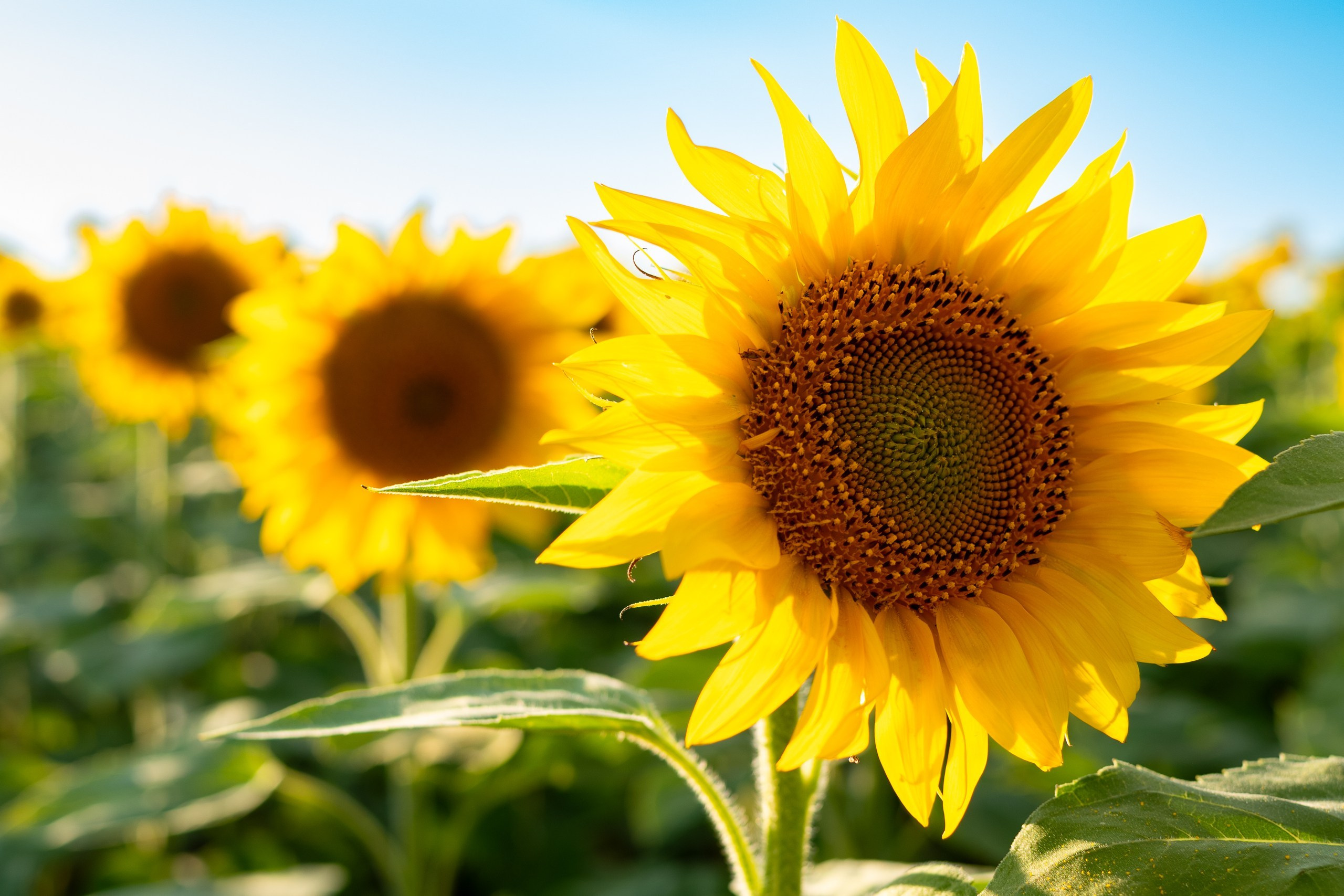 Подсолнухи. Женский фотограф Анастасия Миляева