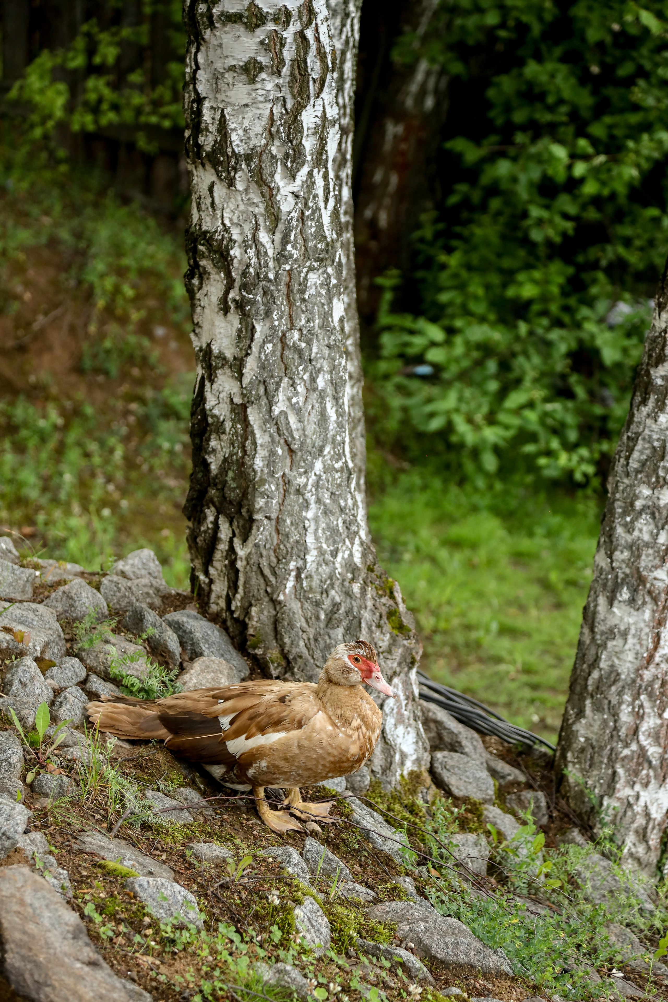 Tessa. Фотограф Антон Чупринин