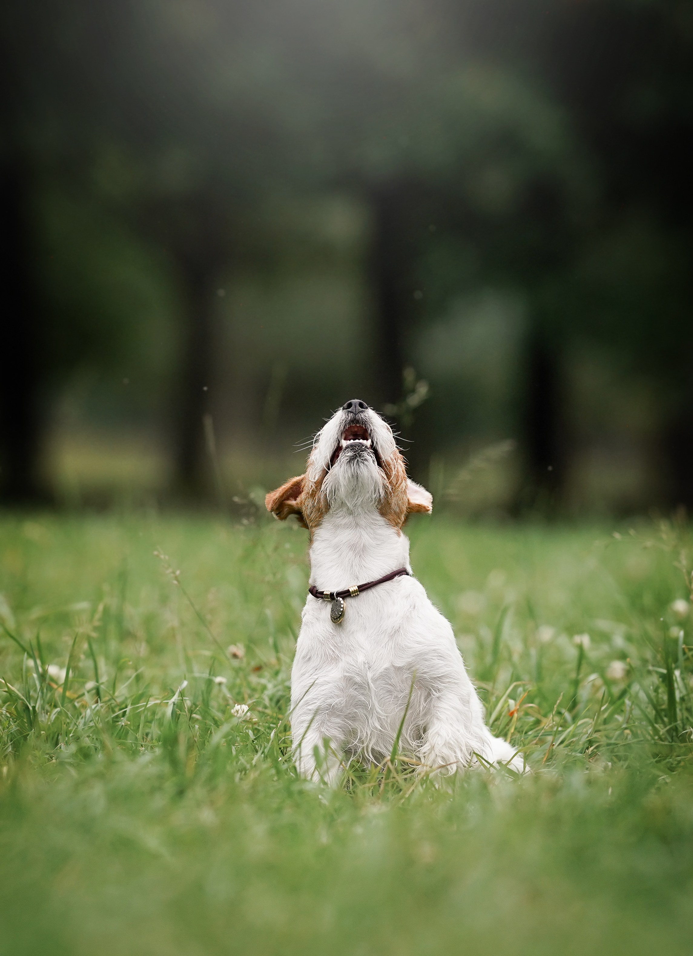 Люба и Тося. Фотограф-анималист в Санкт-Петербурге Яна Мартынова