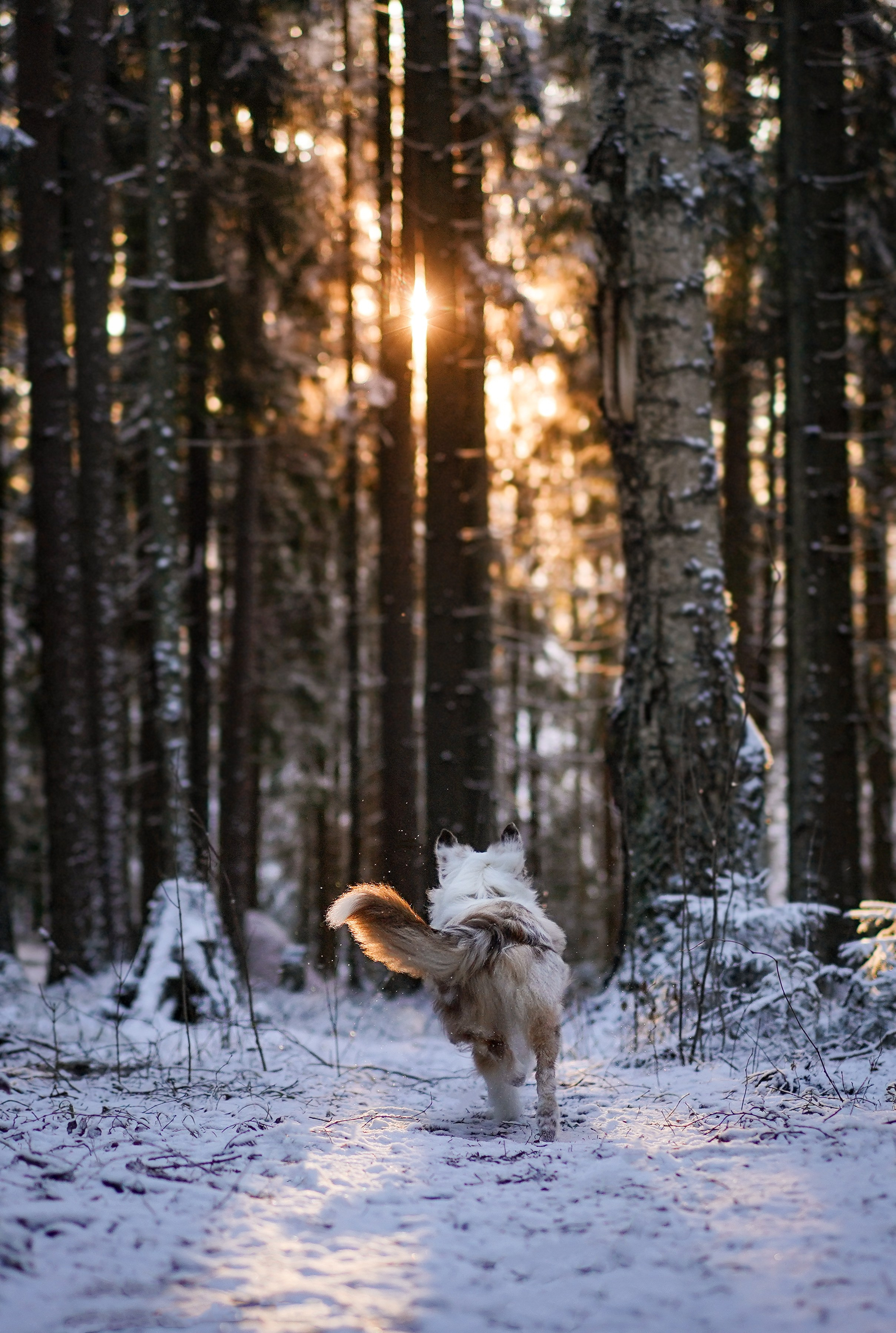 Панда зимний лес. Фотограф-анималист в Санкт-Петербурге Яна Мартынова
