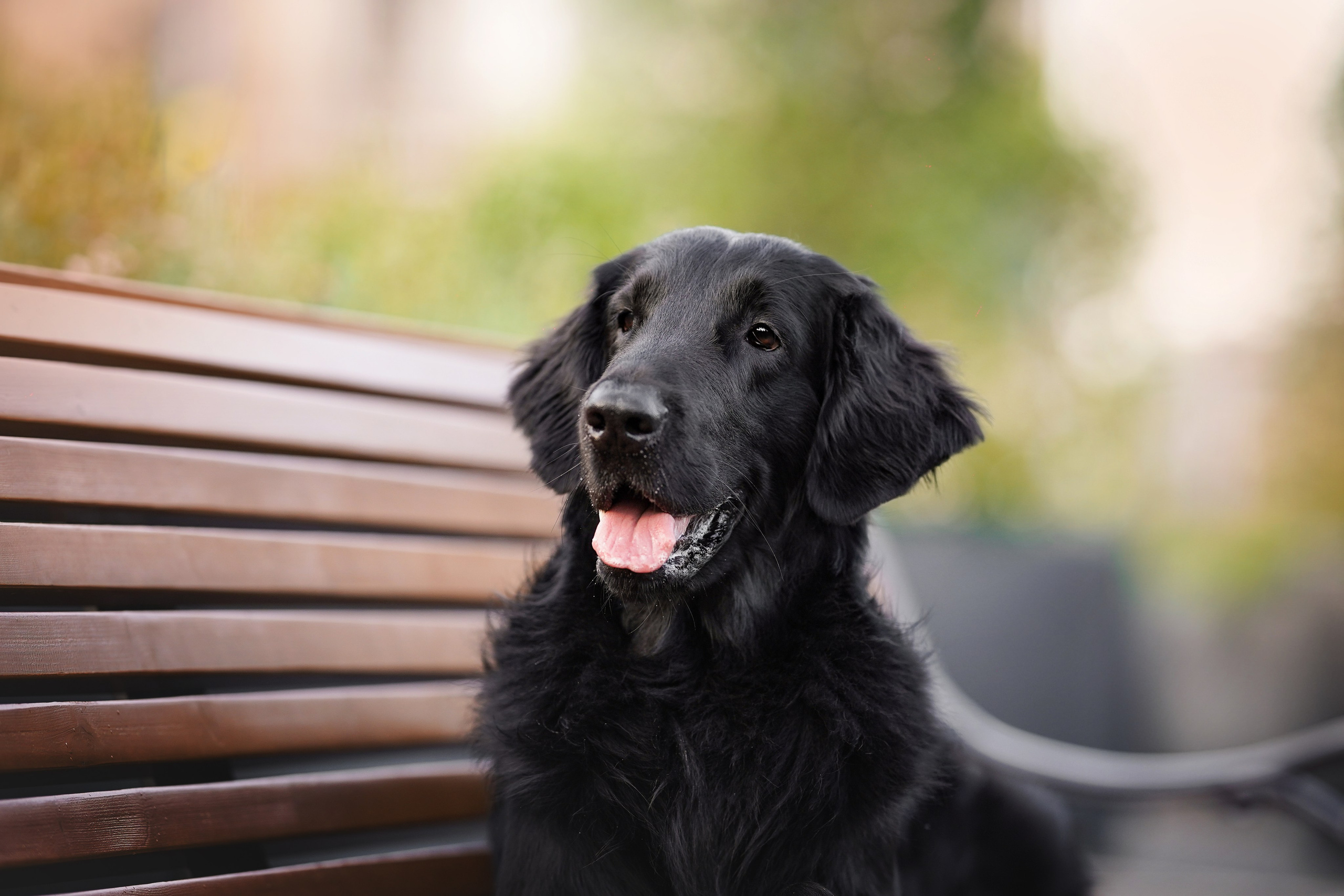 Анна и Мустик. Фотограф-анималист в Санкт-Петербурге Яна Мартынова