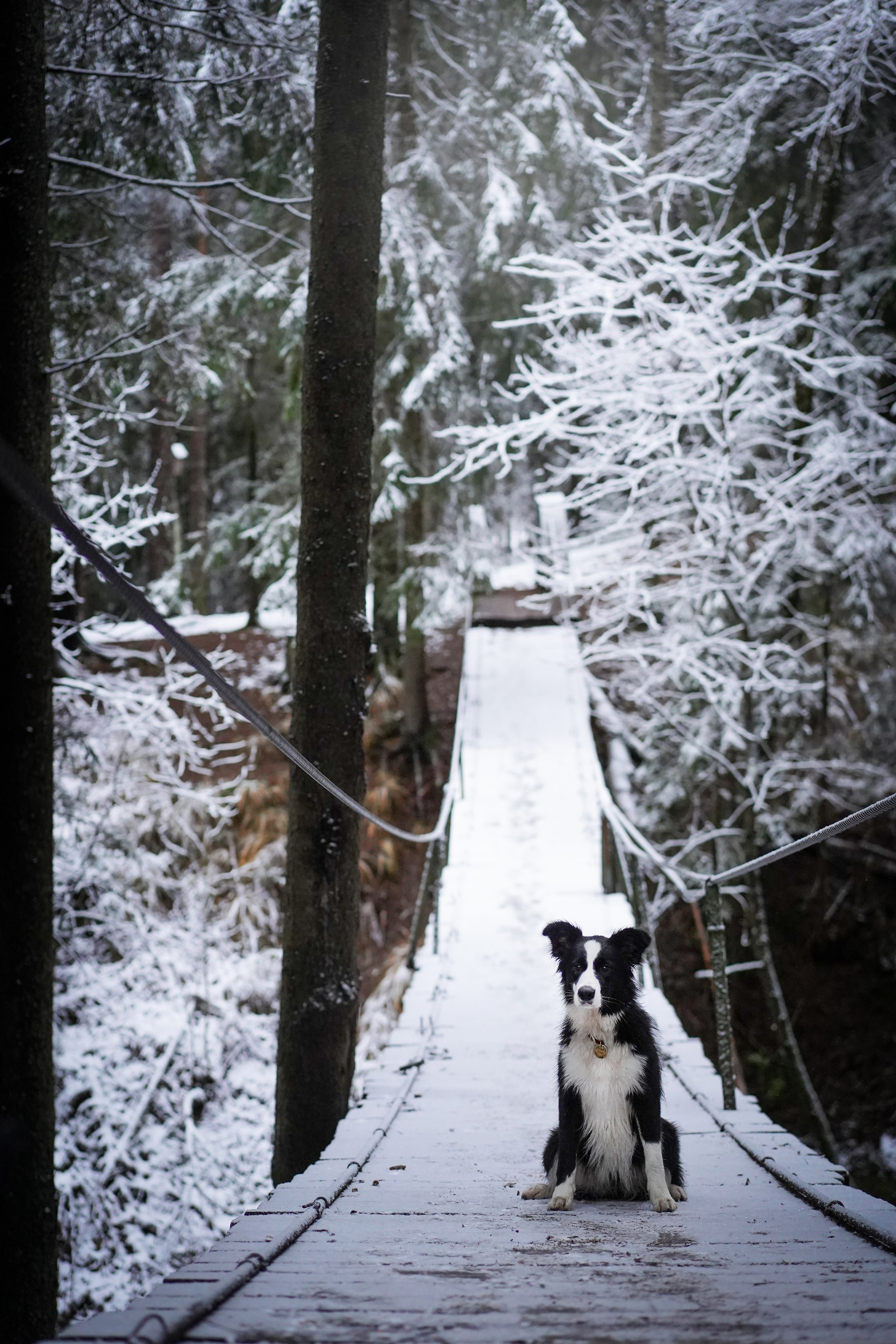 Юлия и Груша. Фотограф-анималист в Санкт-Петербурге Яна Мартынова