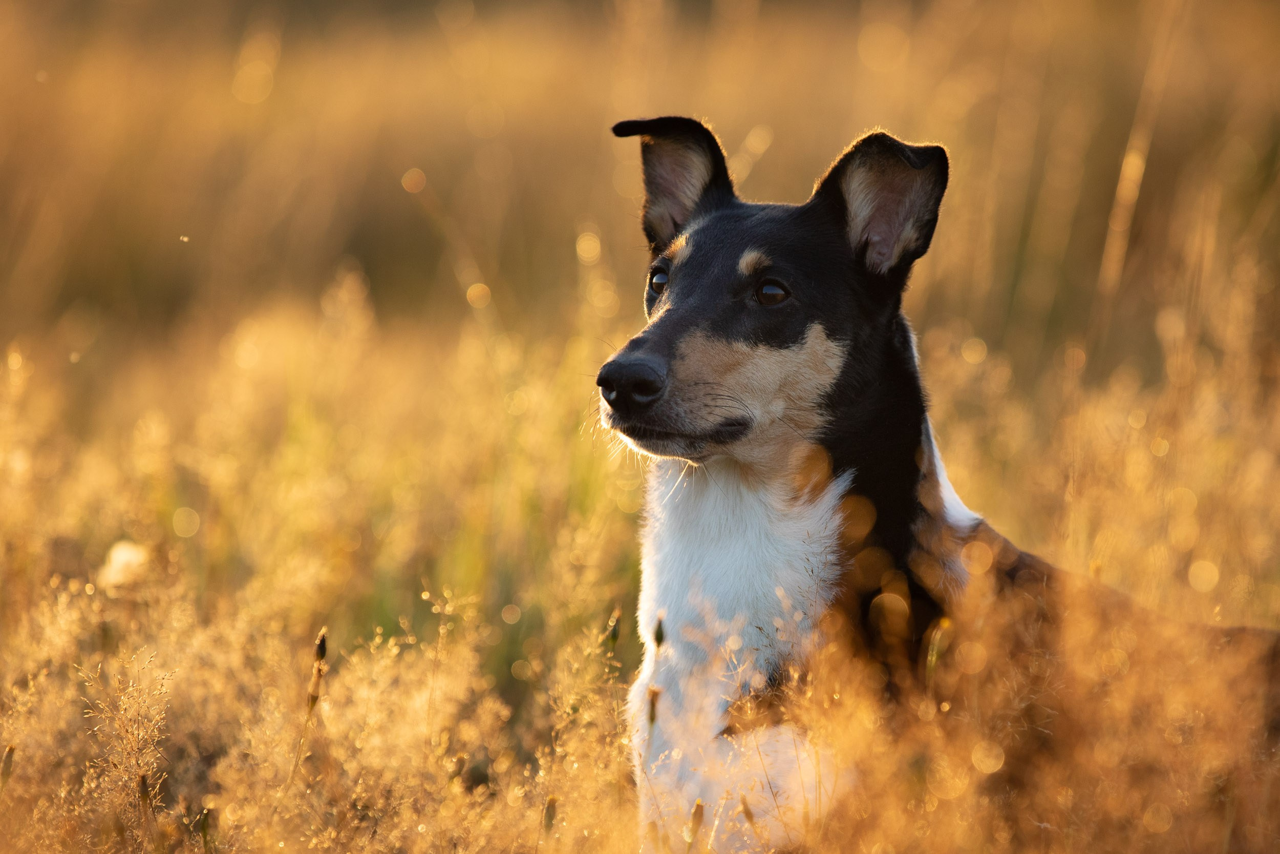 Наташа и короткошерстные колли. Фотограф-анималист в Москве и Московской области Татьяна Фролова