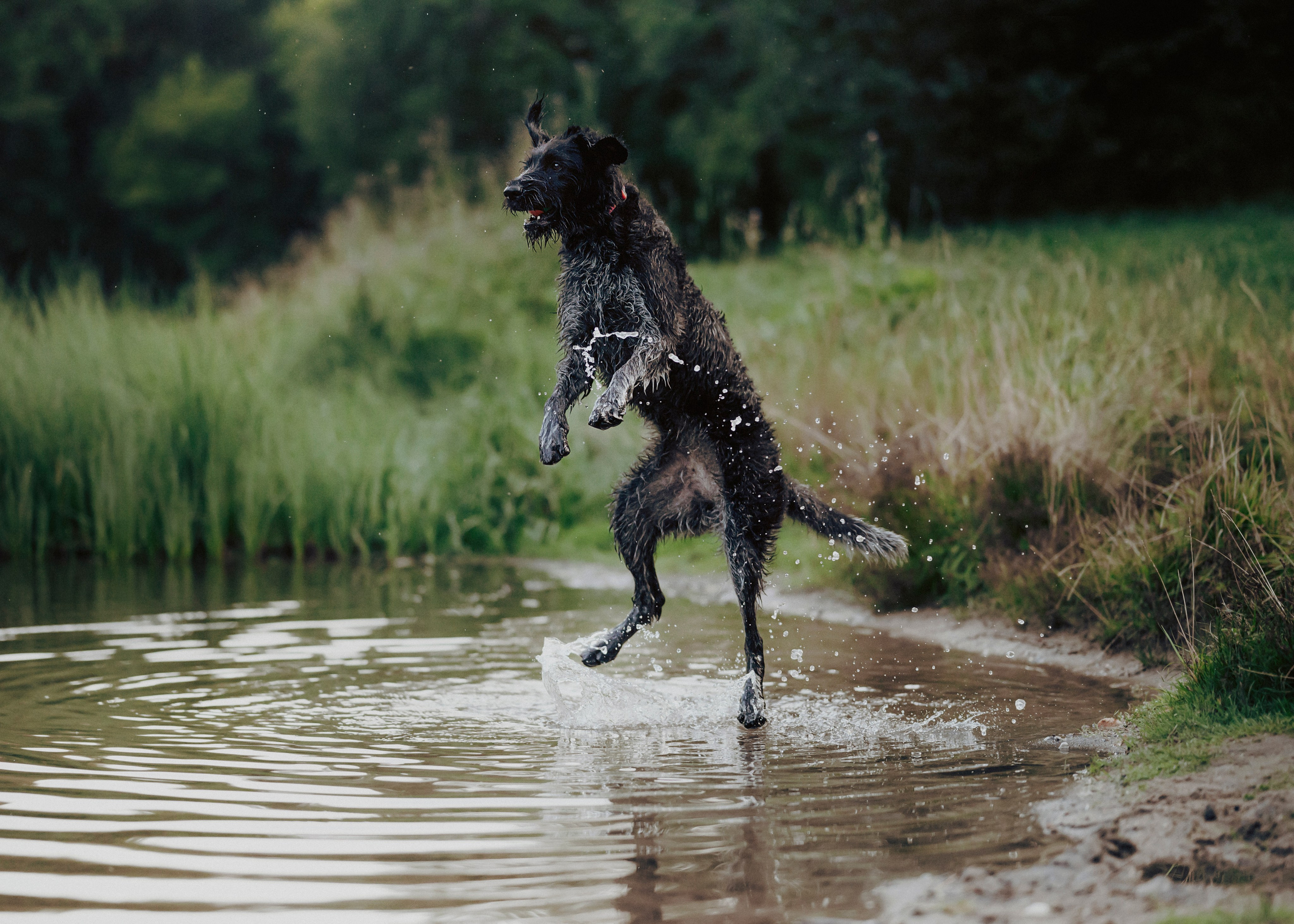 Фотограф- анималист Александра Матвеева