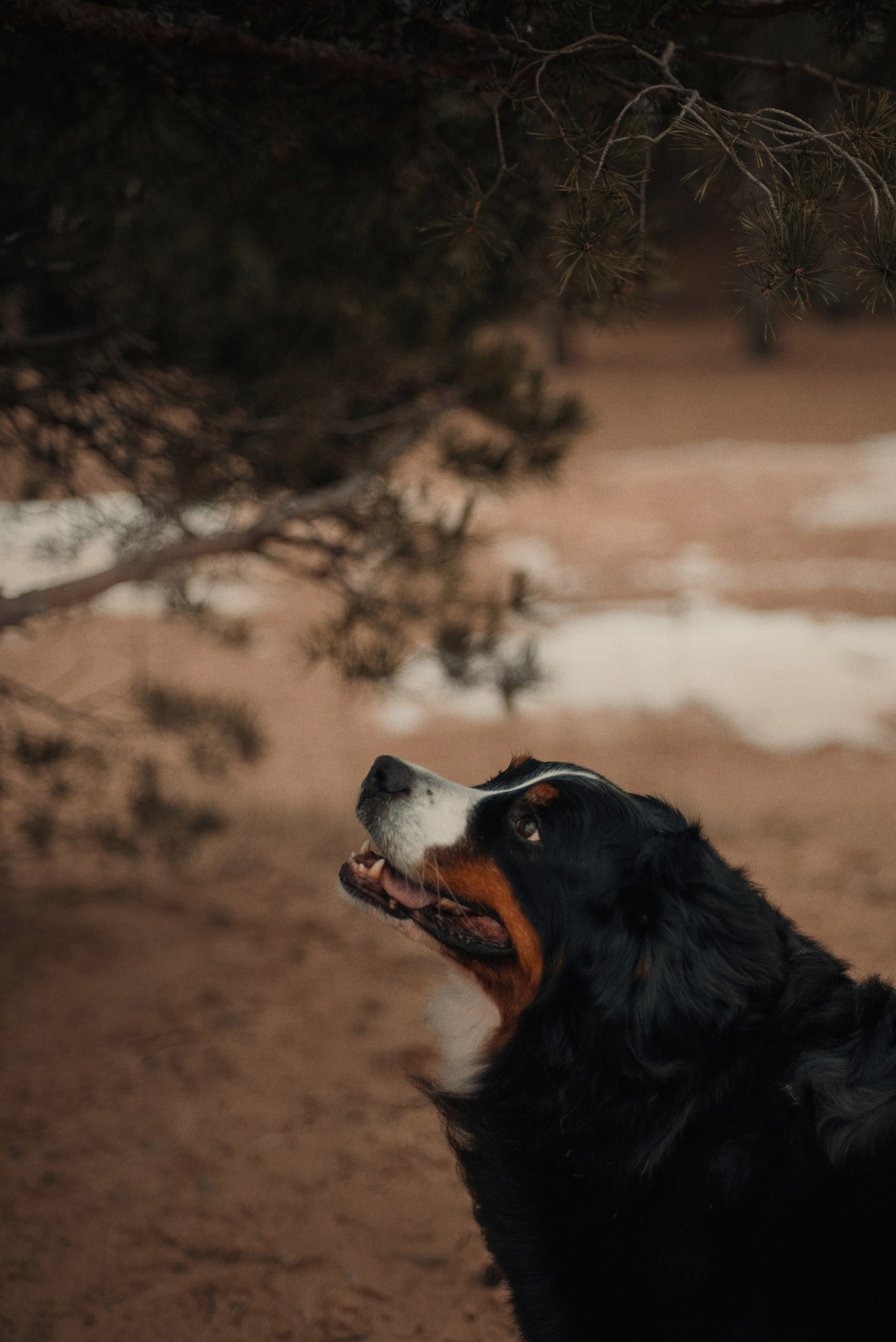 Прогулка: берн Пума, Фрэнк и Юля в Питере. Портфолио