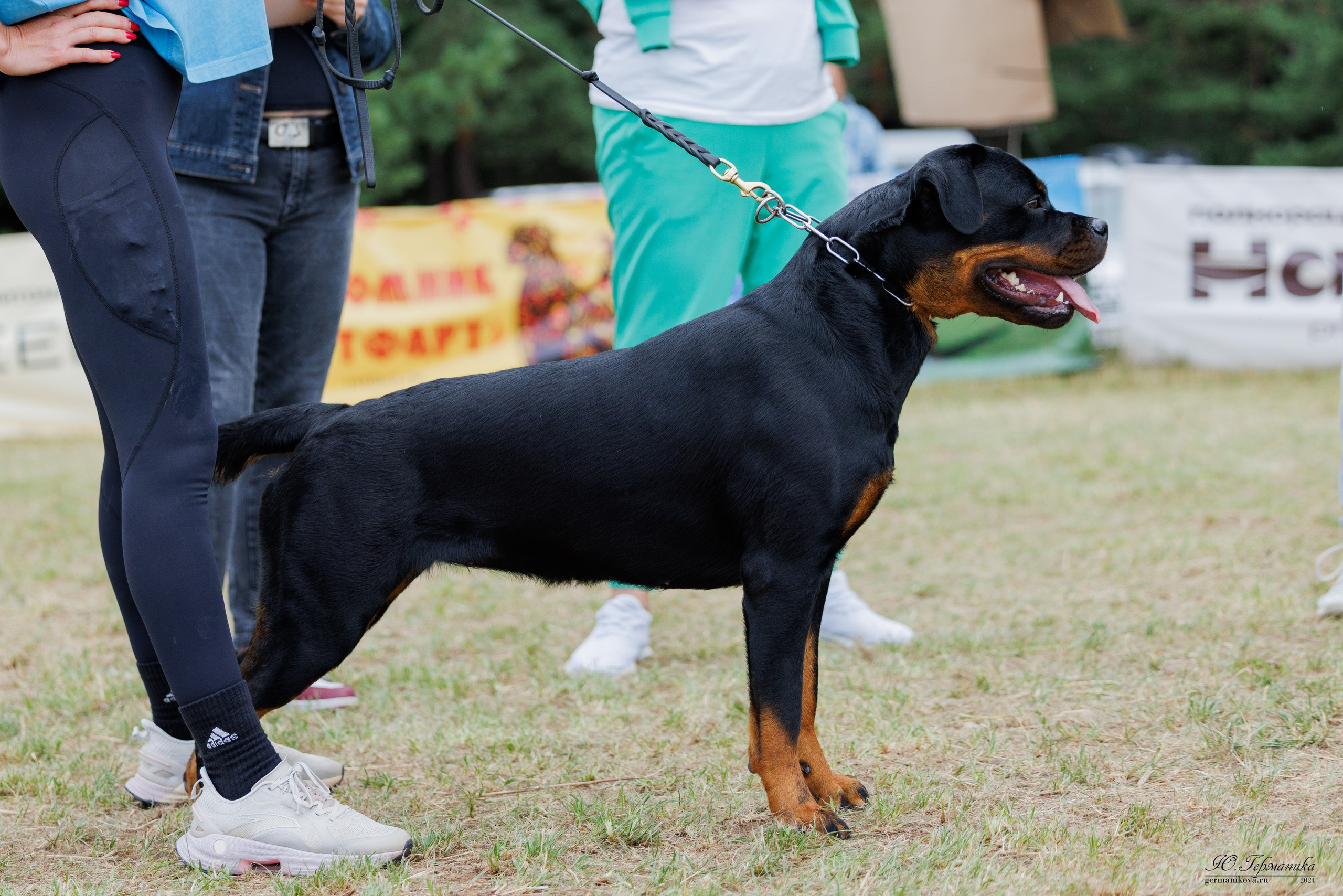ПК и КЧК ротвейлеры Тверь 6-7.07.2024. Фотограф-анималист Юлия Германика