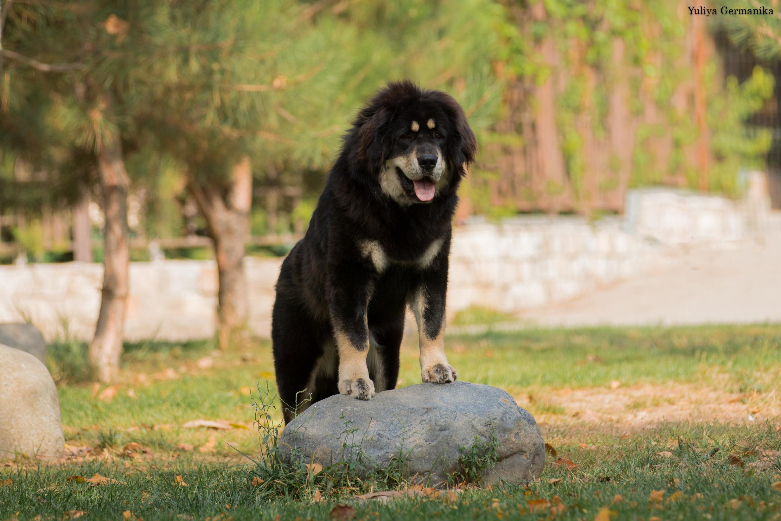 Ташкент 6-8.10.2023 + Алматы 14-15.10.2023. Фотограф-анималист Юлия Германика