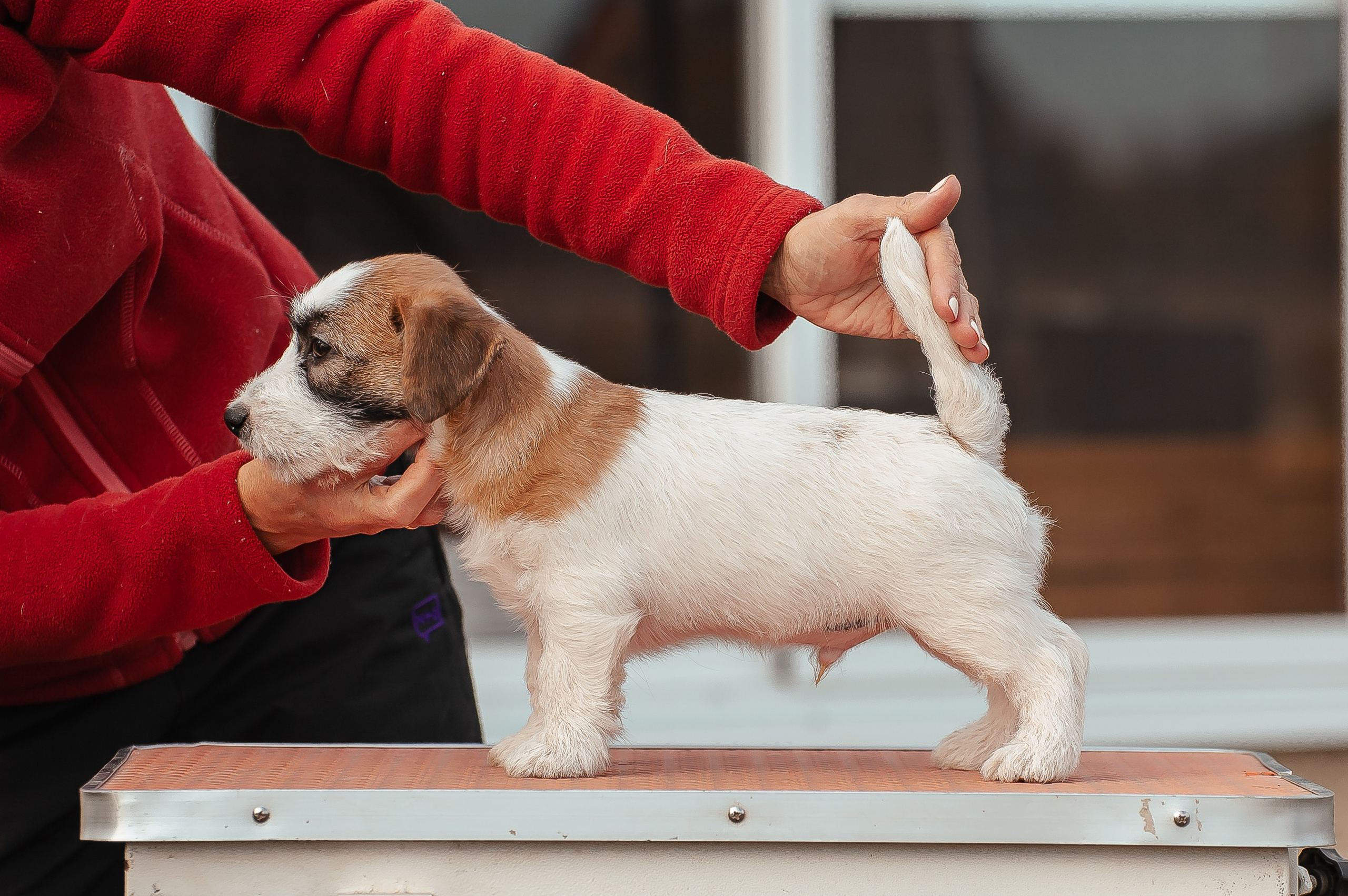 X_MAL_3_БРЫЖ. CANE MAESTRO — kennel Jack Russell Terrier