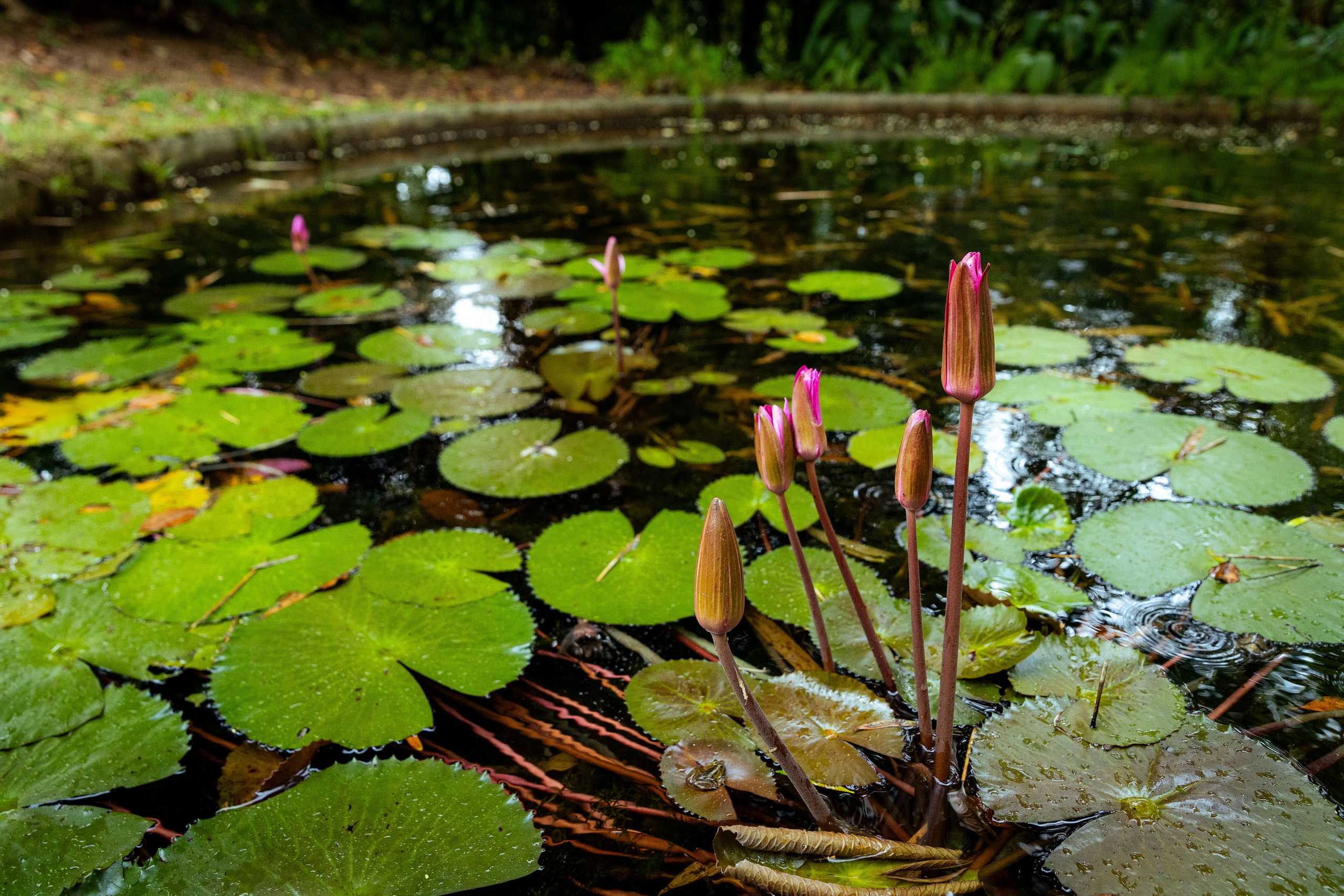 Шри-Ланка (весна 2024). Фотограф Виноградов Константин