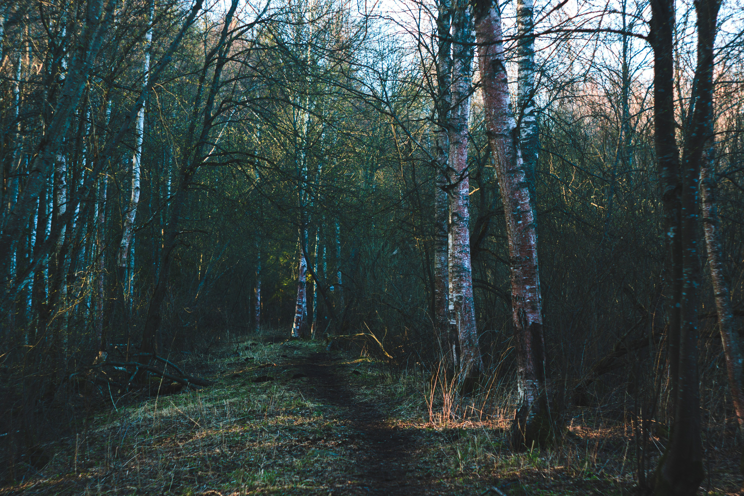 Пара… ПараПам. Den Mirov — Фотограф, Музыкант