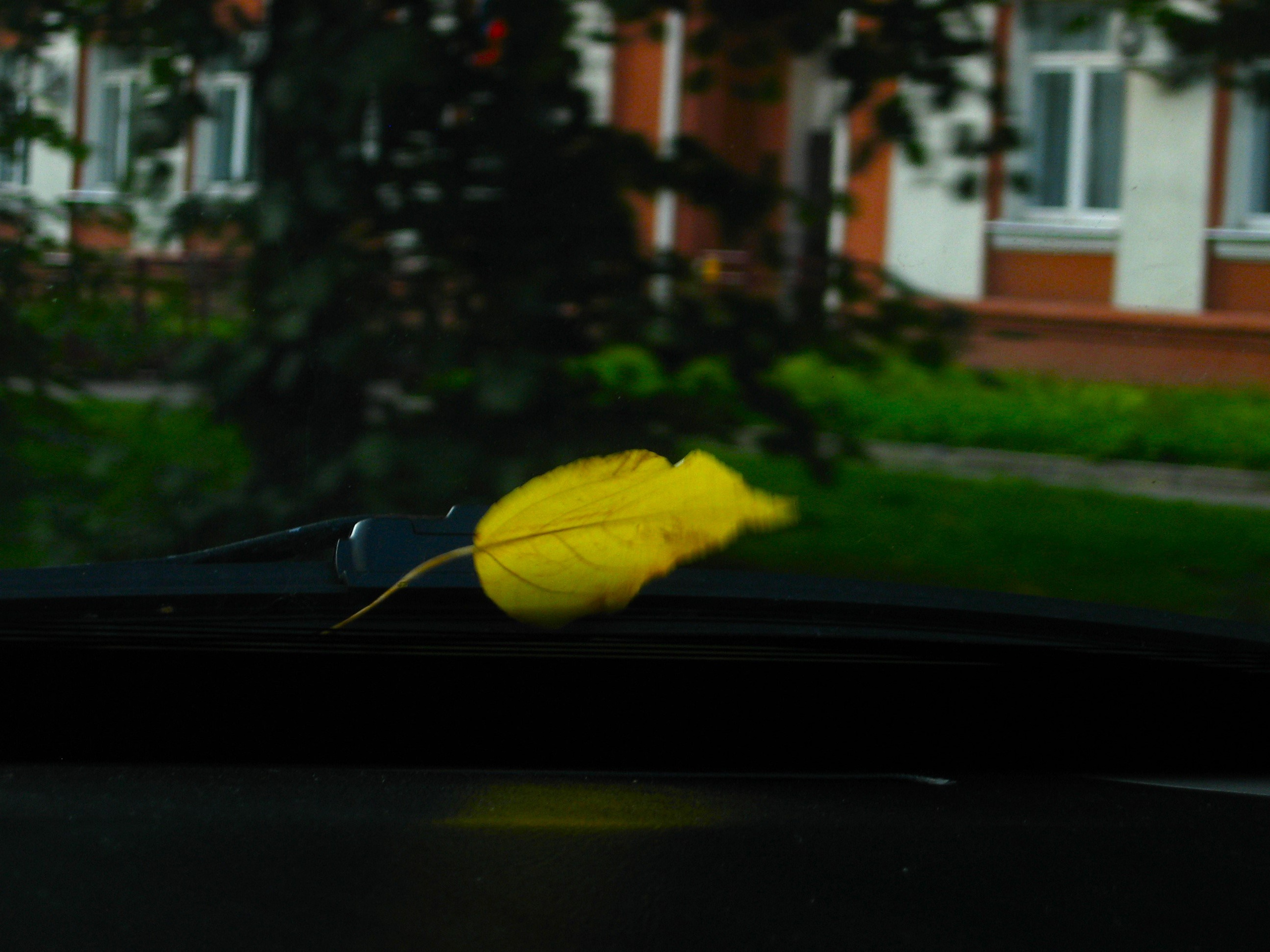 Август 2025. Den Mirov — Фотограф, Музыкант