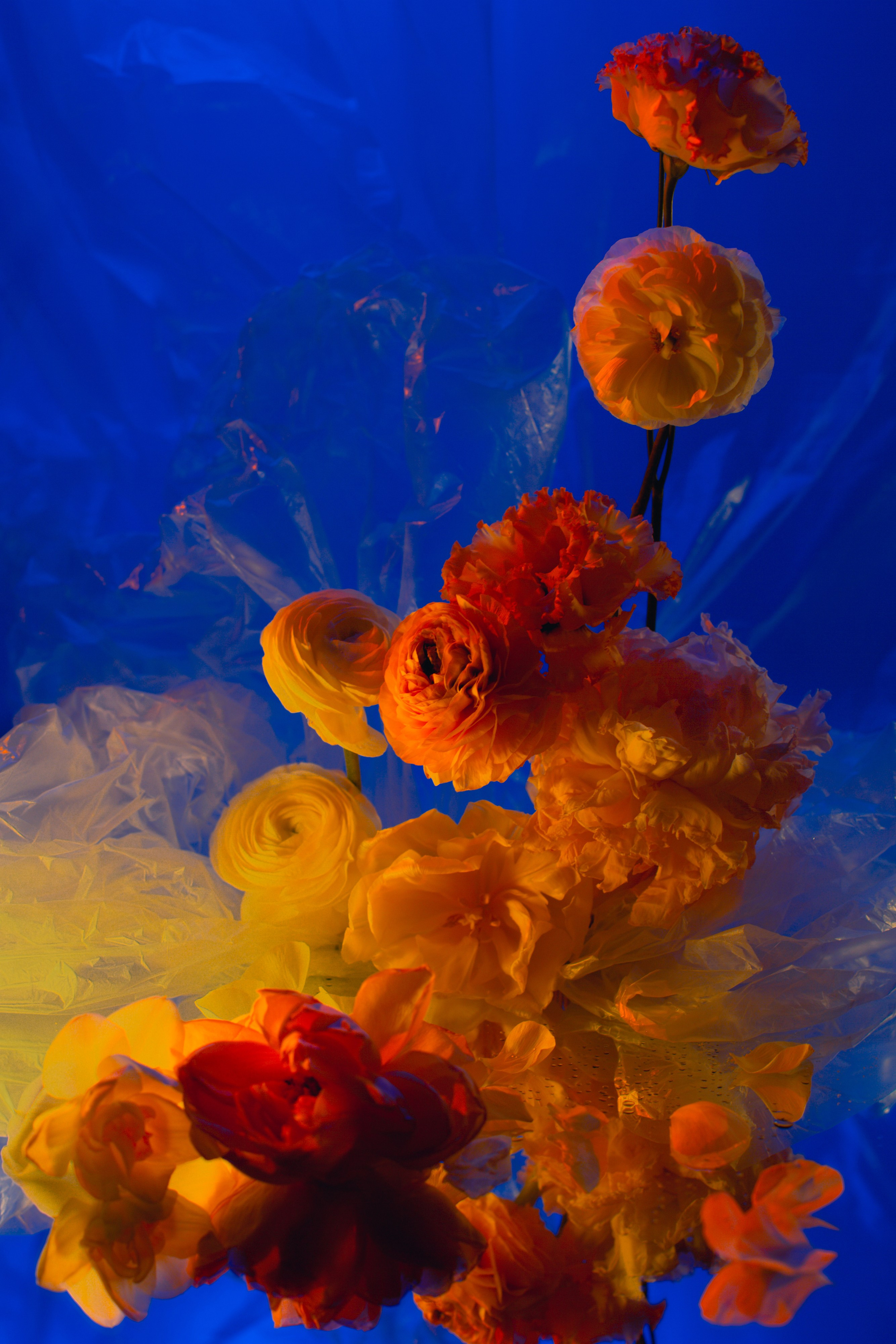 ЦВЕТНОЙ СВЕТ. Фотограф Оля Батист