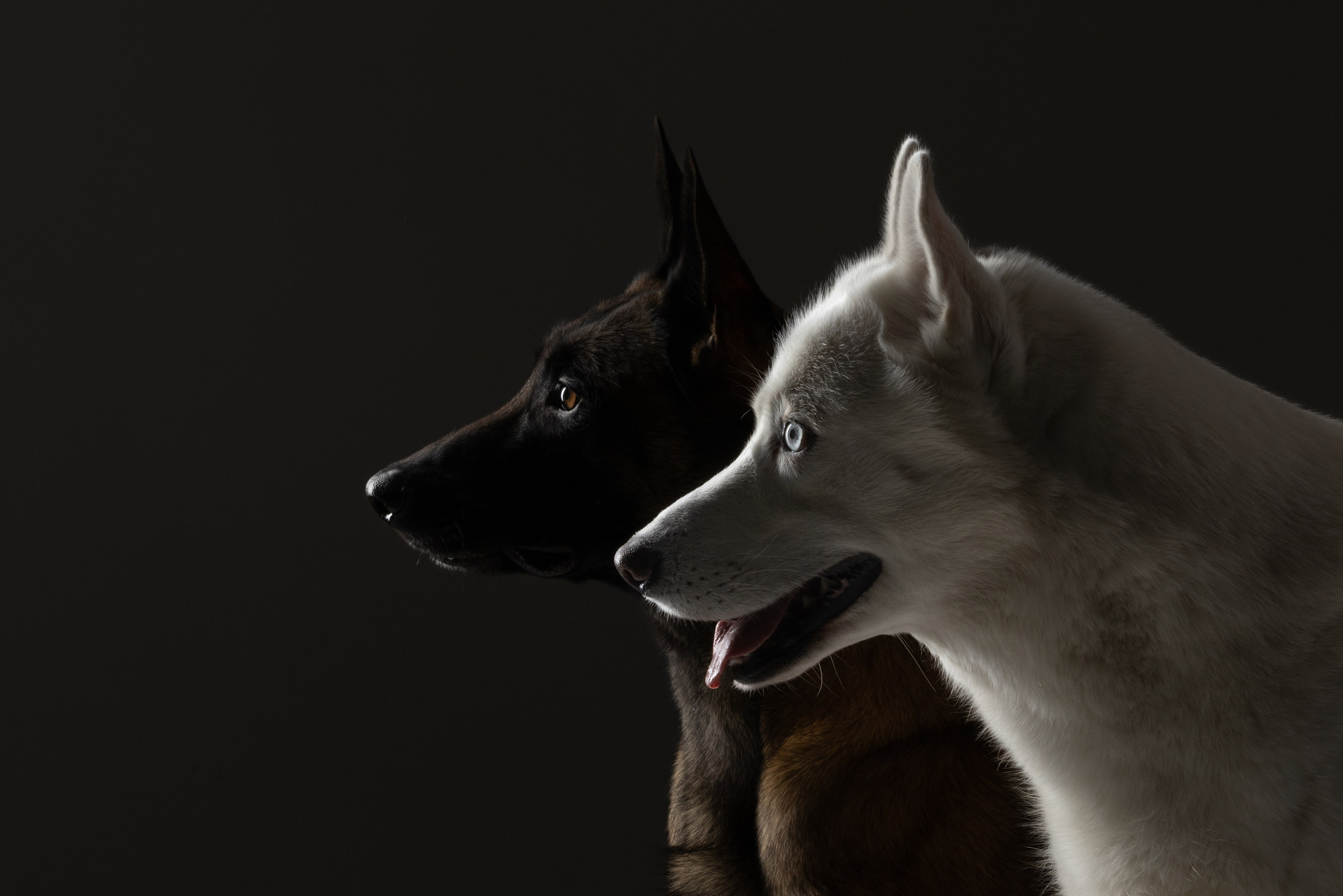 Рики и Гаруда. Фотограф анималист Осипчикова Мария