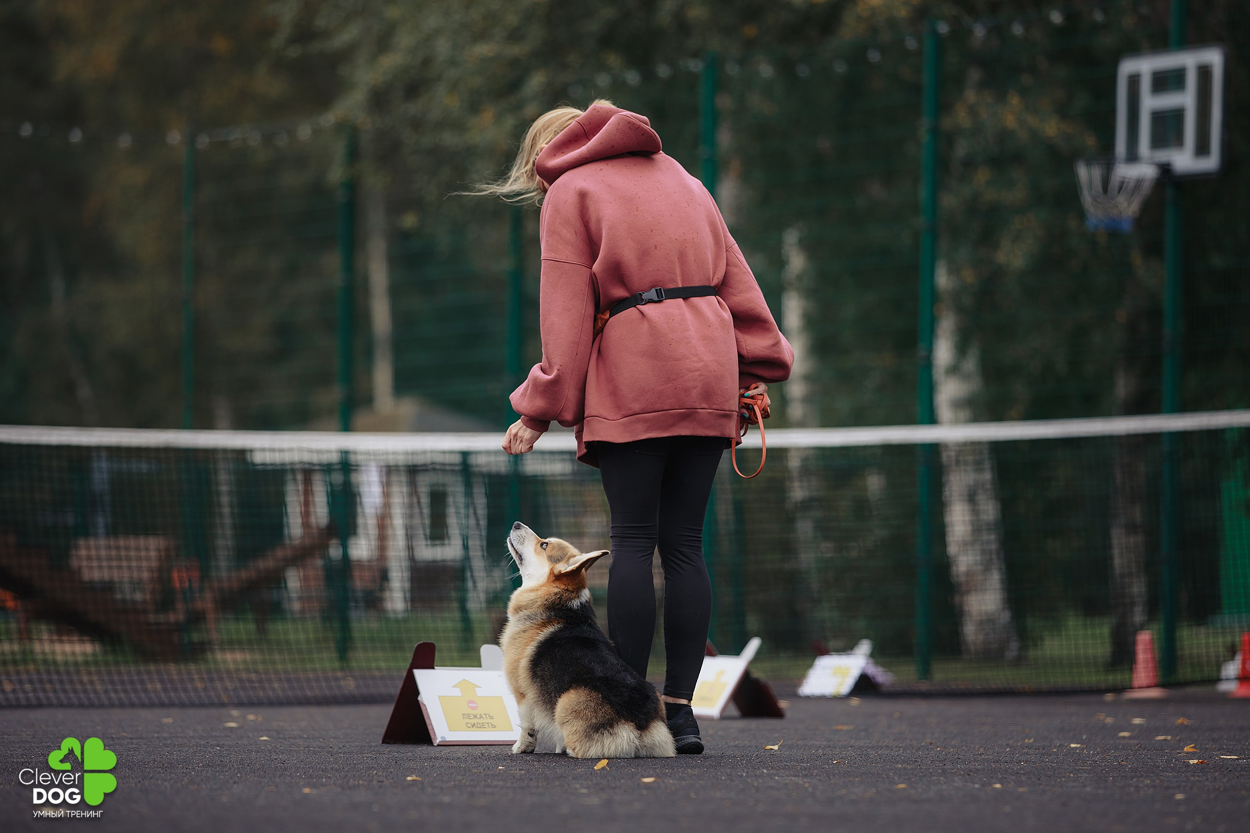 Кинологический лагерь CleverDog, 2024. Фотограф-анималист Mary Mart — Москва, Питер