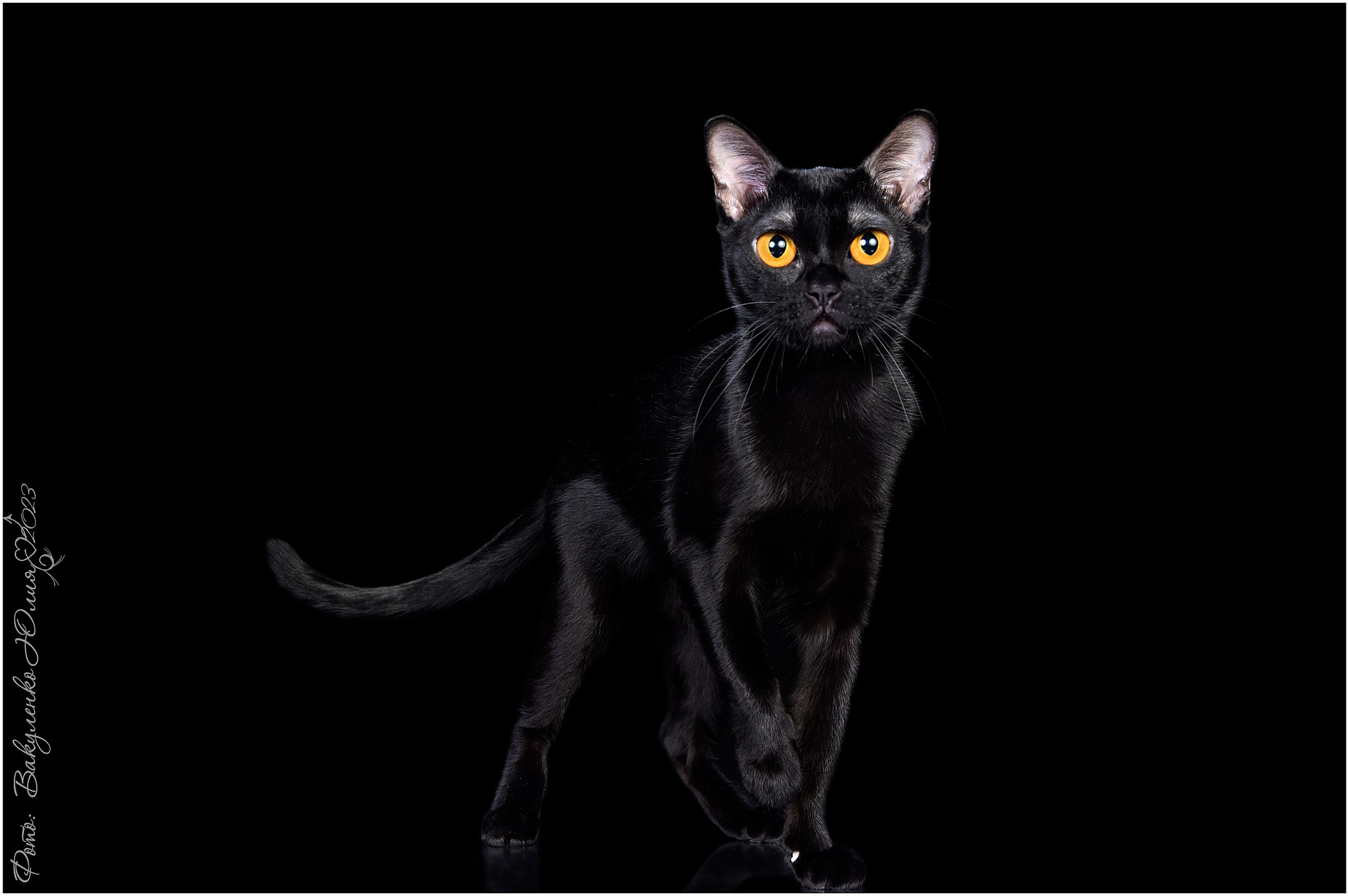 Взрослые. Фотограф анималист | семейный Юлия Вакуленко, г. Краснодар