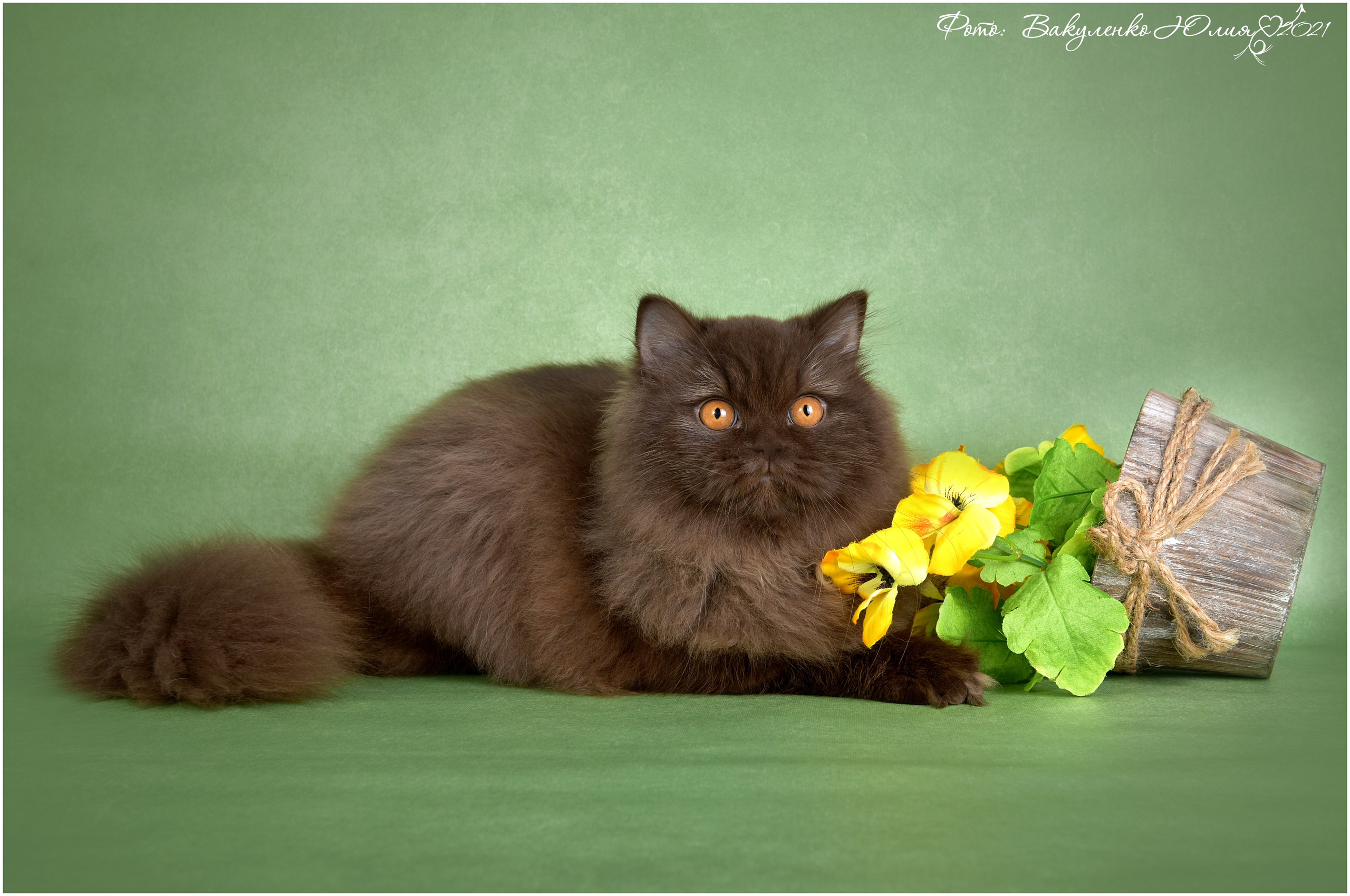 Взрослые. Фотограф анималист | семейный Юлия Вакуленко, г. Краснодар