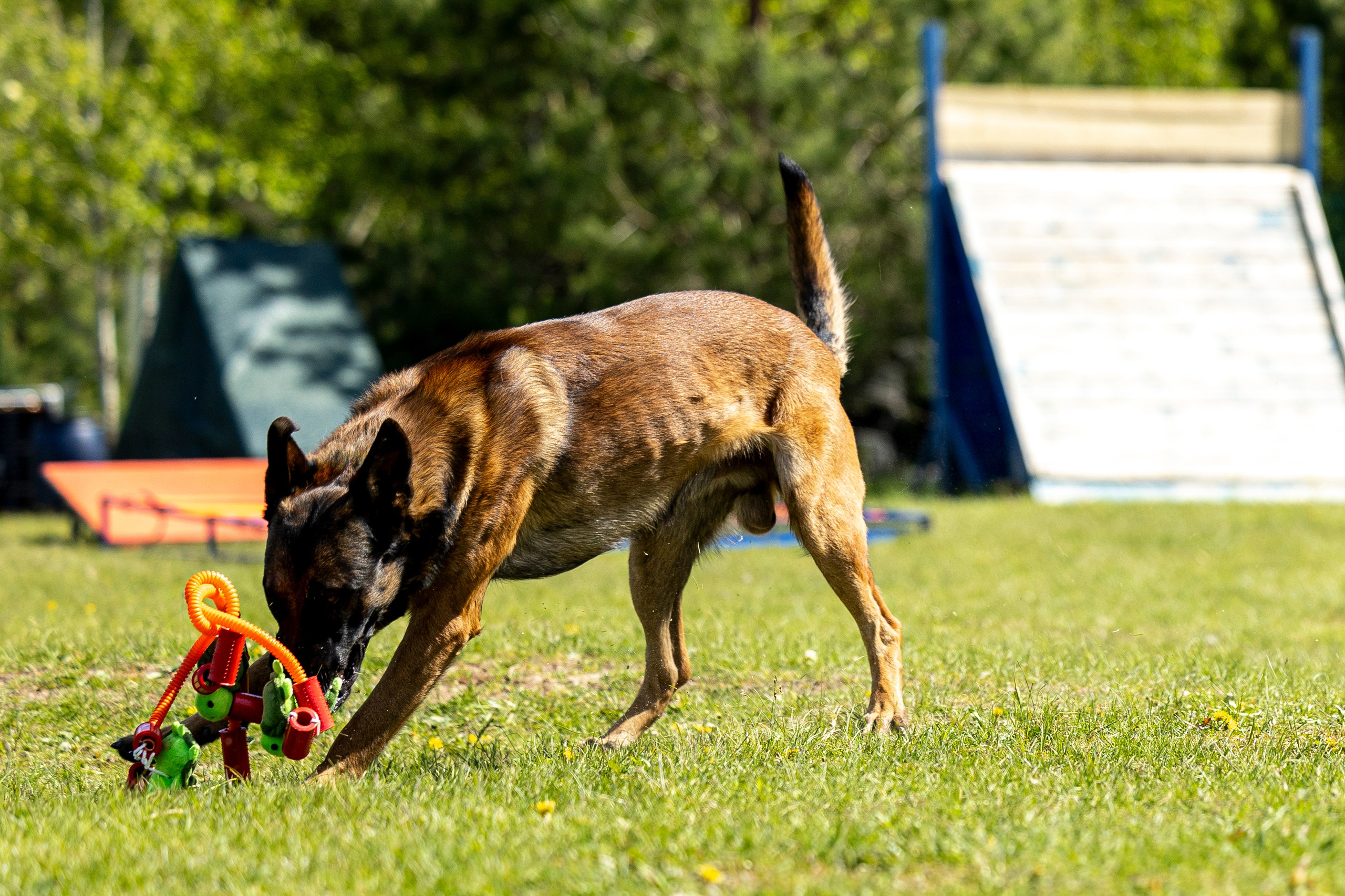 Испытания по мондьорингу в Нижнем Новгороде. Фотограф-анималист Анна Маринич