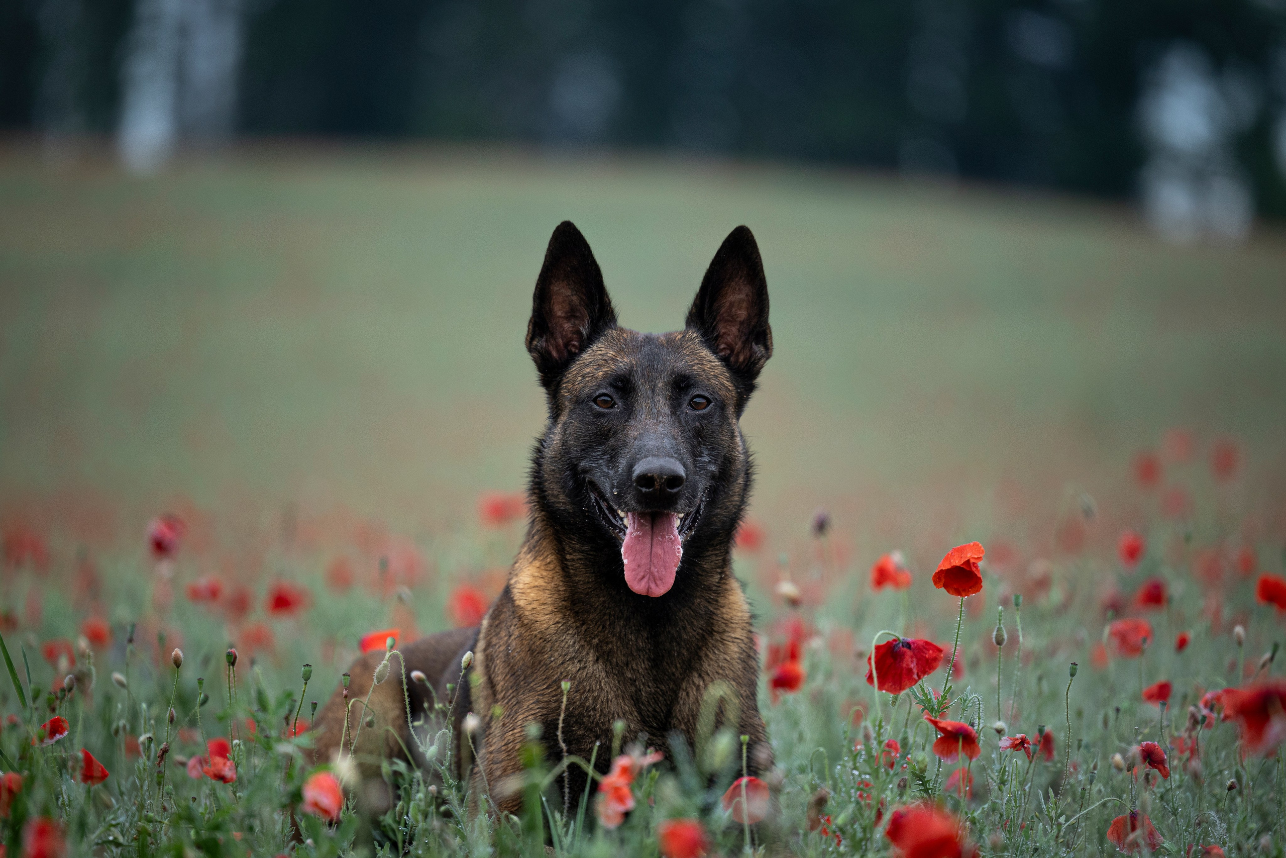 Маковое поле. Фотограф-анималист Анна Маринич