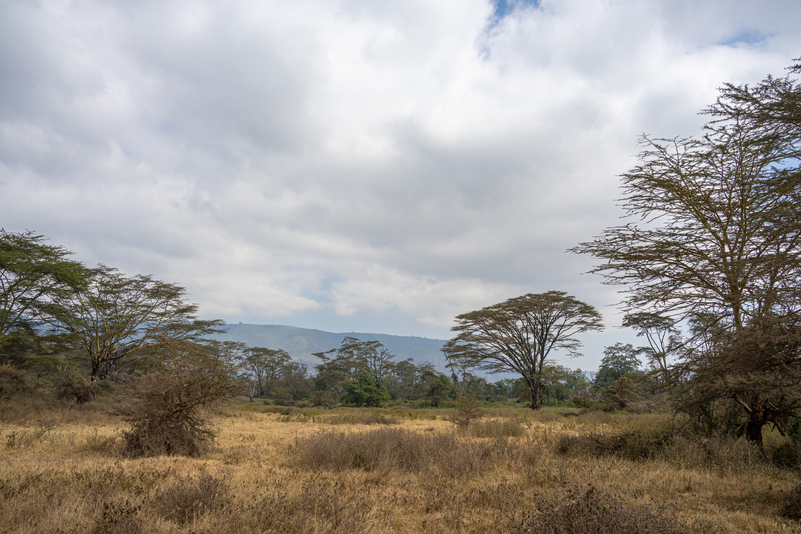 Танзания, сафари, 2025. Творческие сьемки