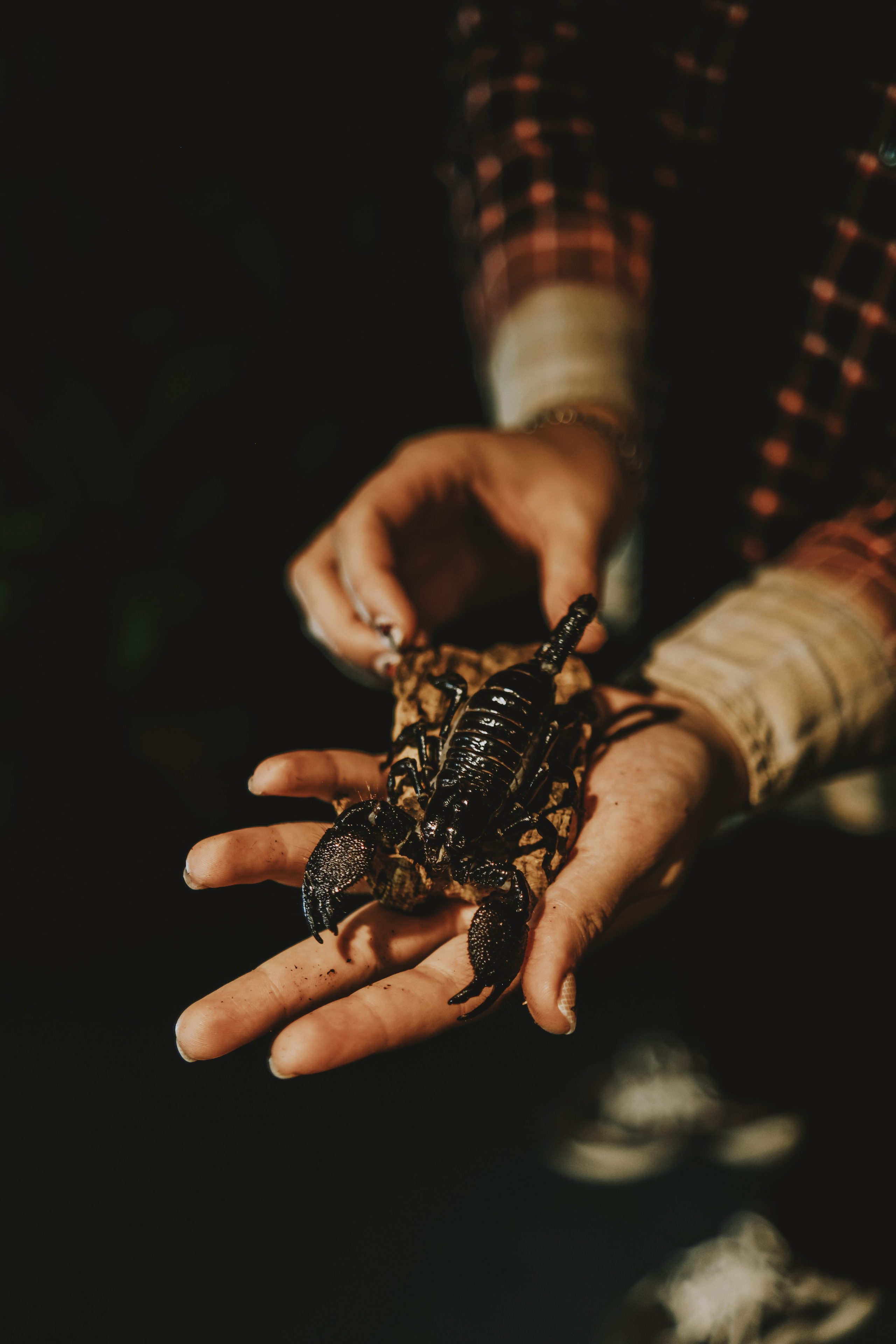 Дом Драконов. Nattie.ph