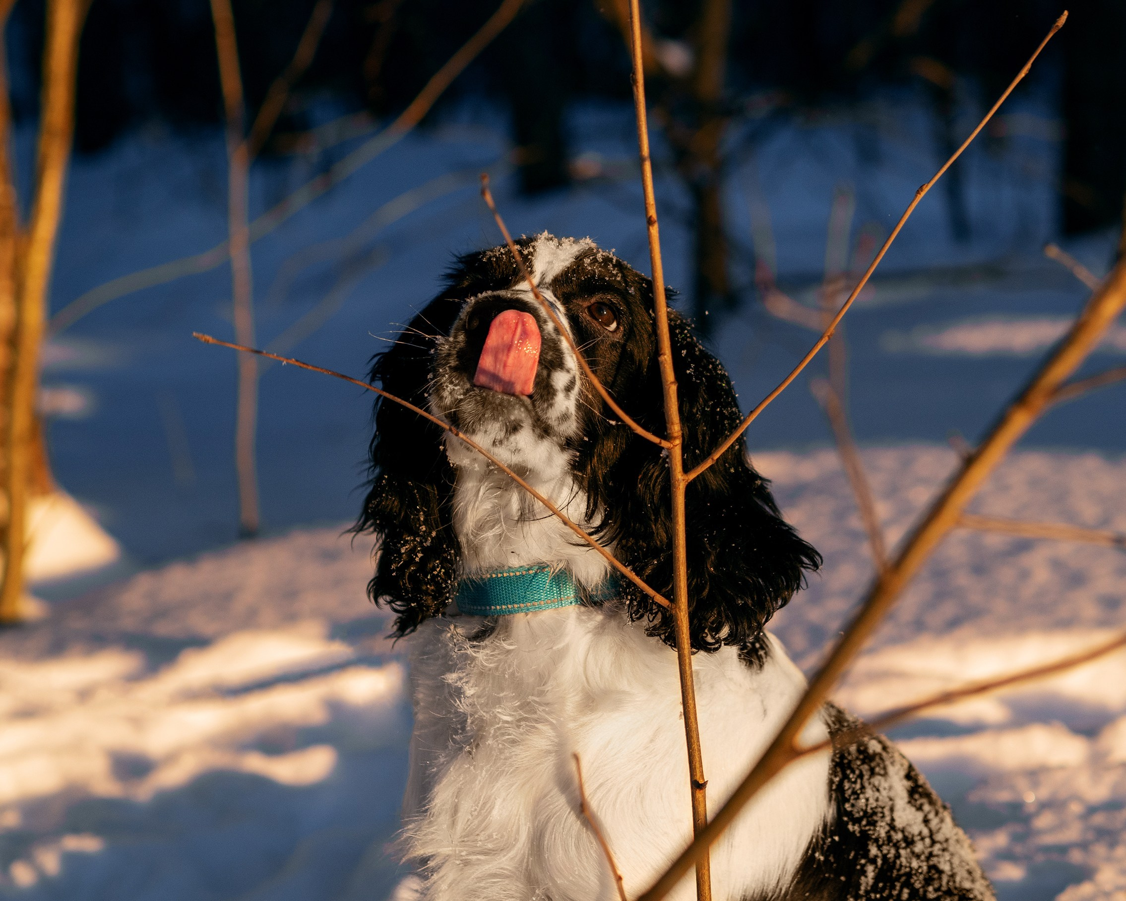 Саша и Стив