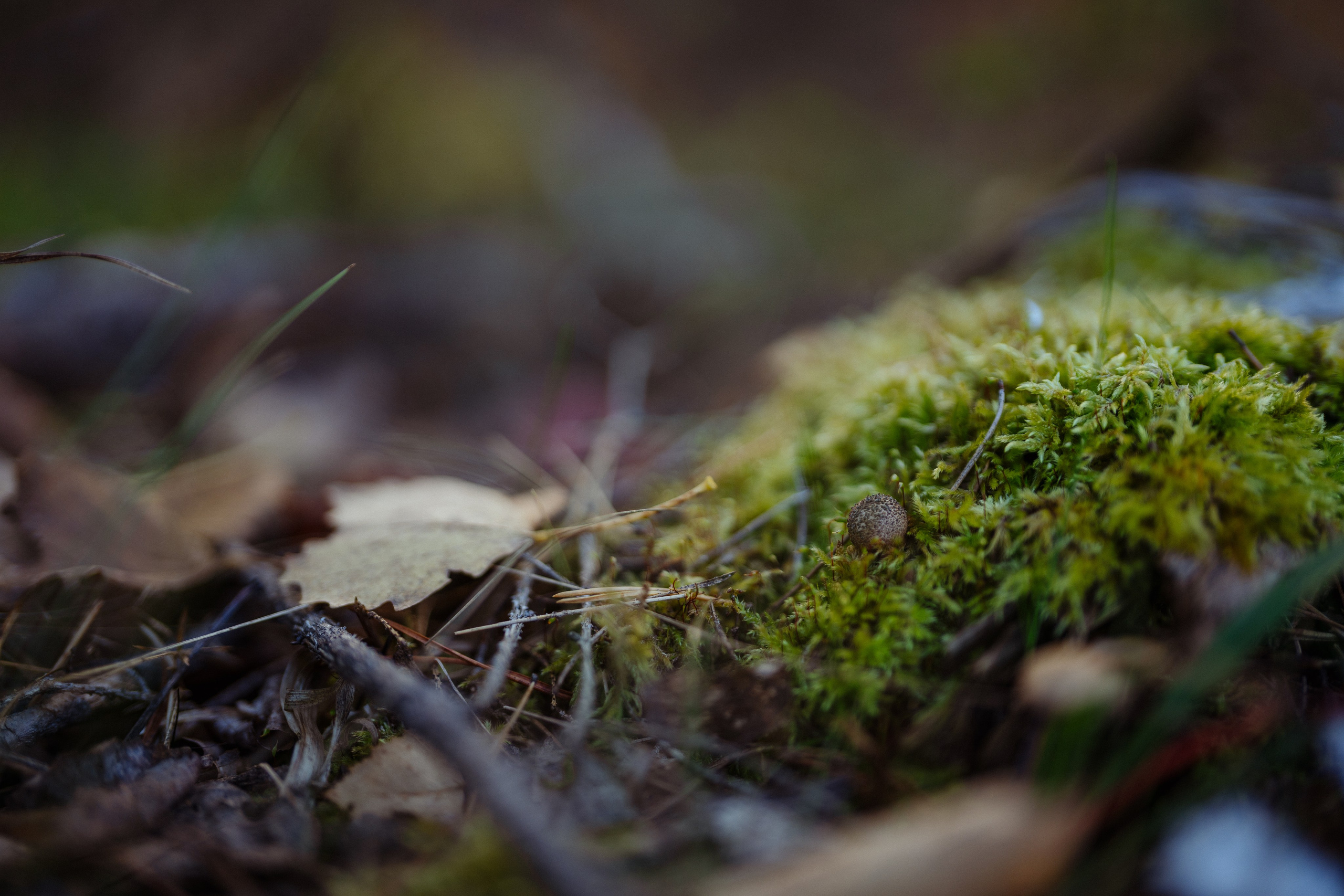 СБЕР · ЭКА · Посадка сеянцев. Владимир Вершинин, тот самый свадебный видеограф