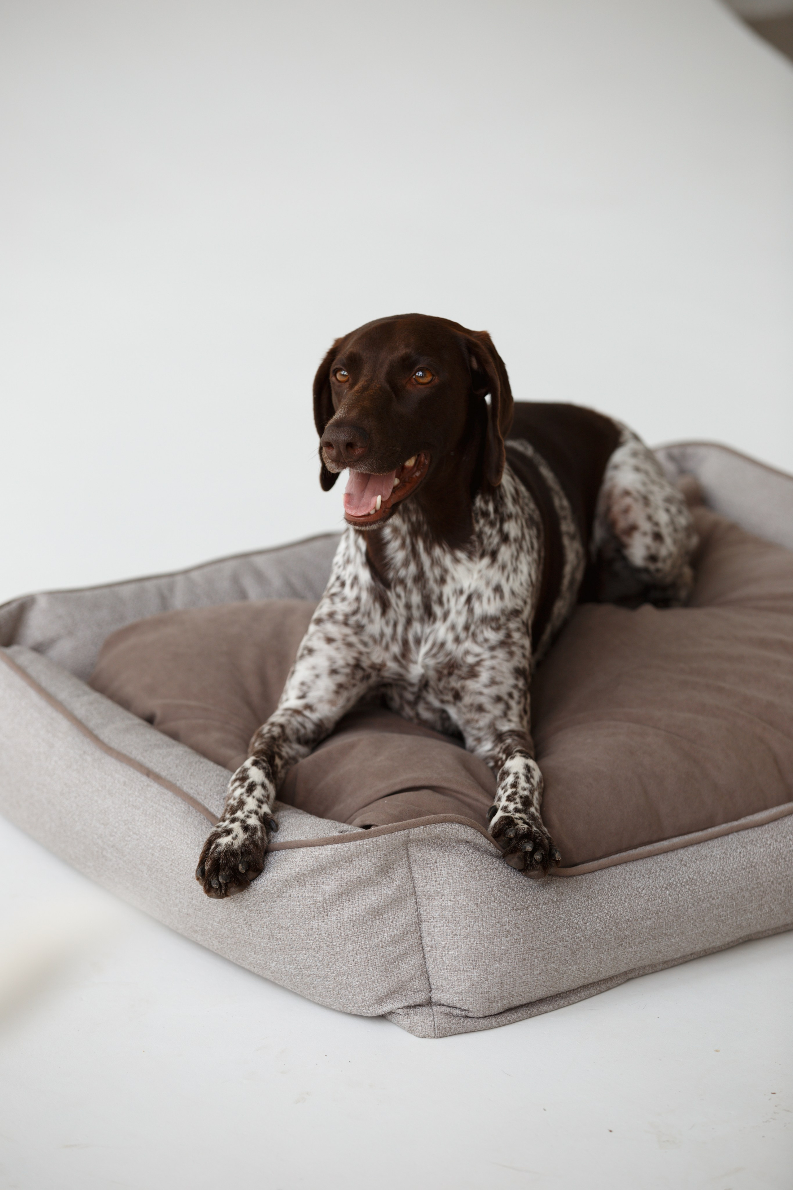 Boonwood Pets лежанки для животных. Фотограф анималист Кристина Карпова, Москва