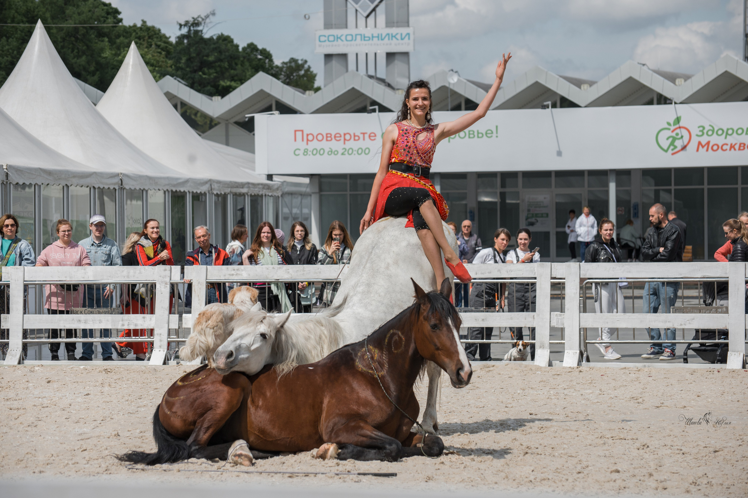 Эквирос, Москва. Конный фотограф в Саратове Юлия Иванова