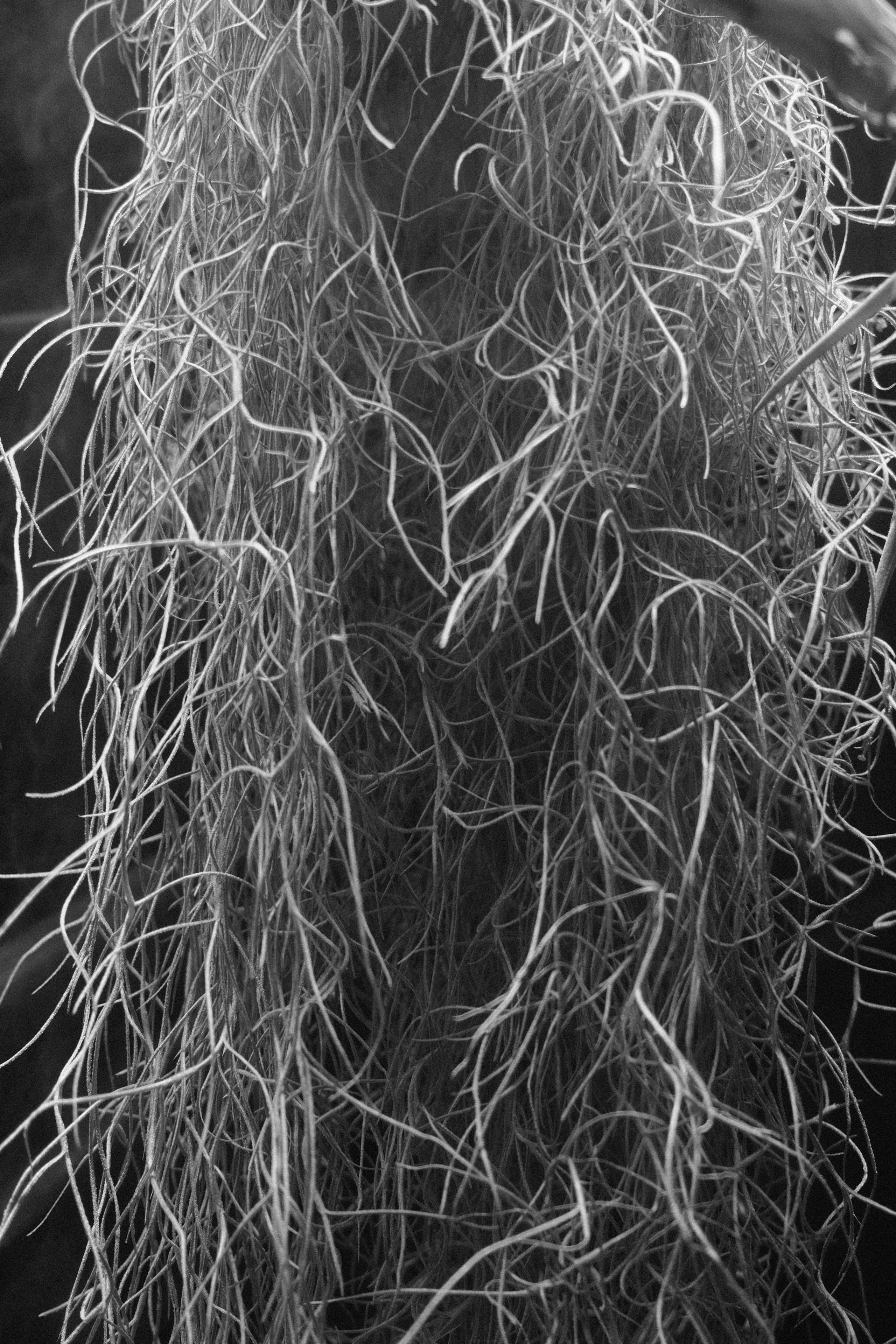 Аптекарский огород. Профессиональный фотограф в Москве Захар Ишутин