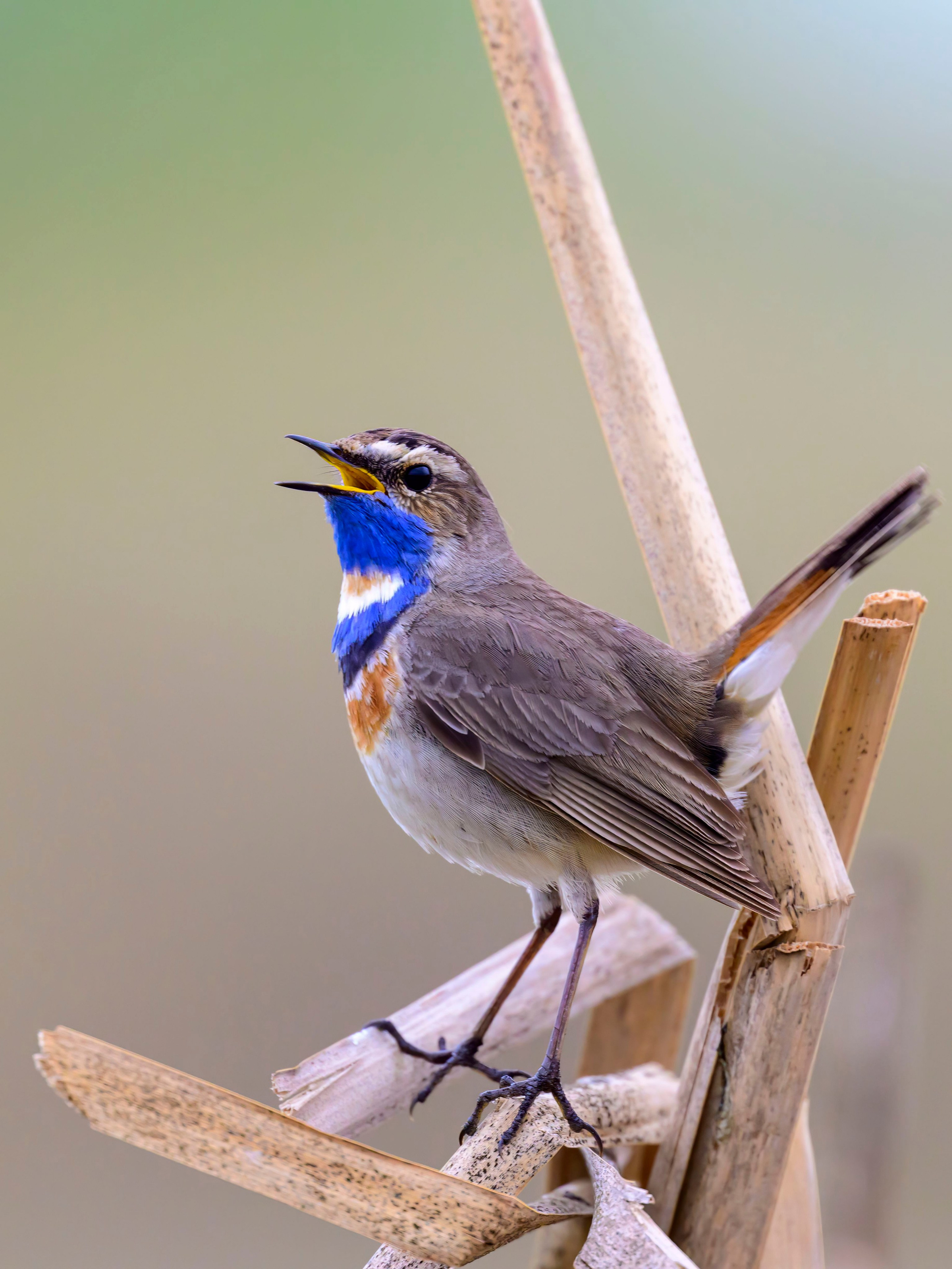 Варакушка. Фотограф Сергей Пупонин
