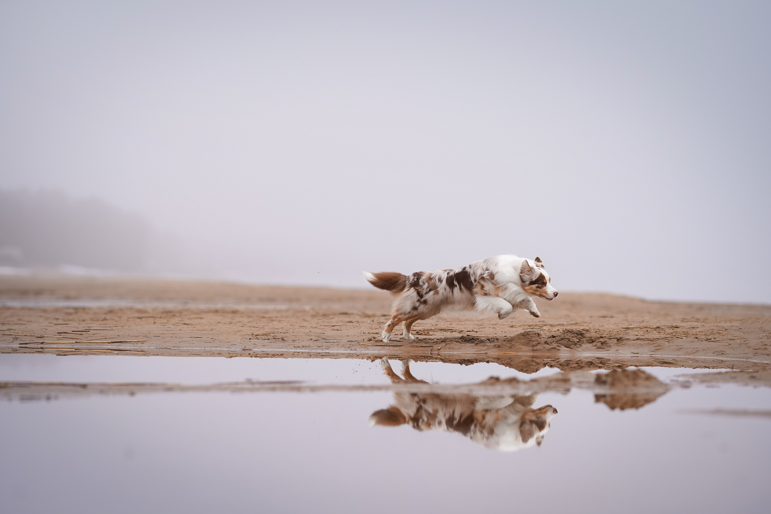 Панда Ладога. Фотограф-анималист в Санкт-Петербурге Яна Мартынова