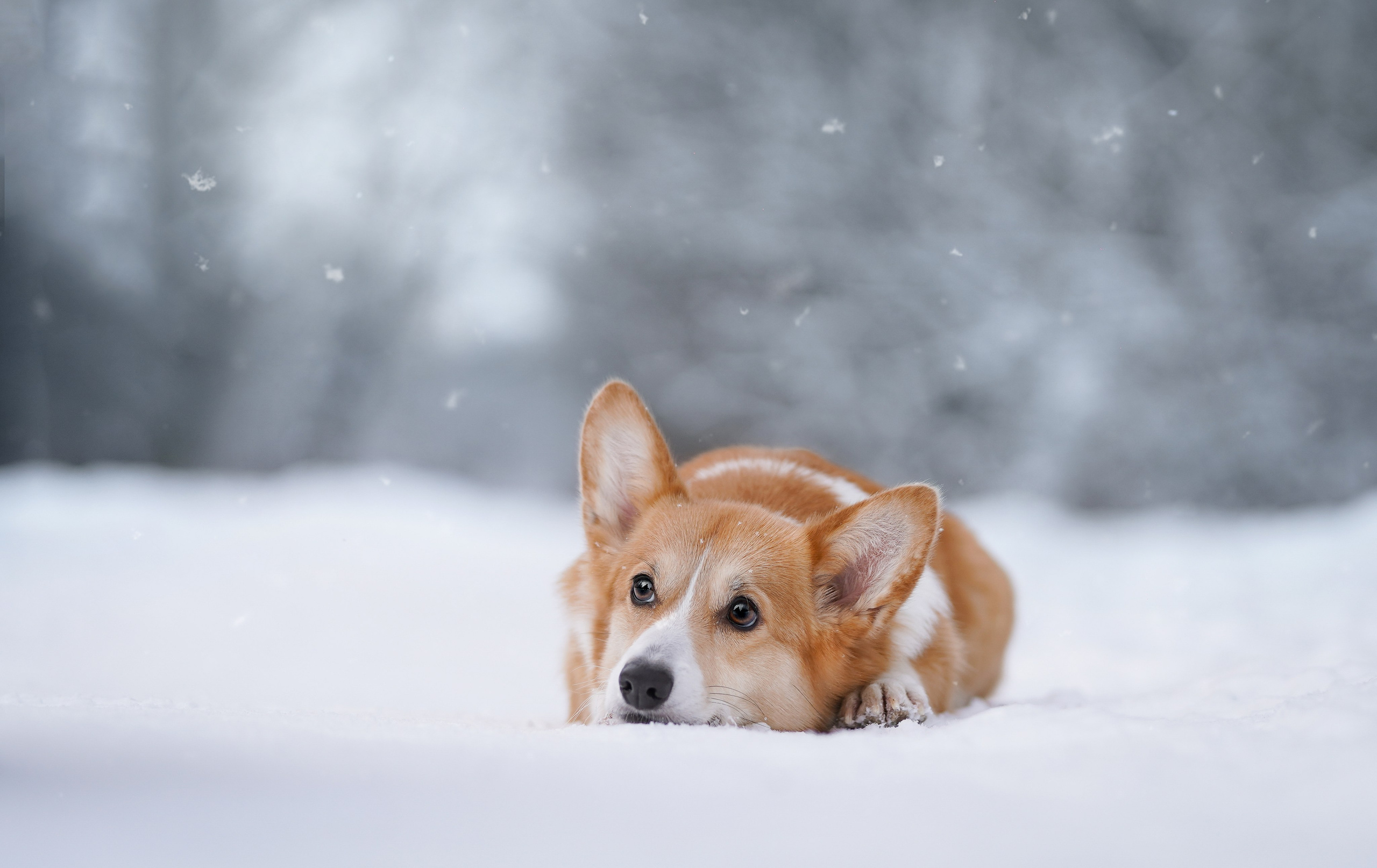 Кристина и Лаки. Фотограф-анималист в Санкт-Петербурге Яна Мартынова