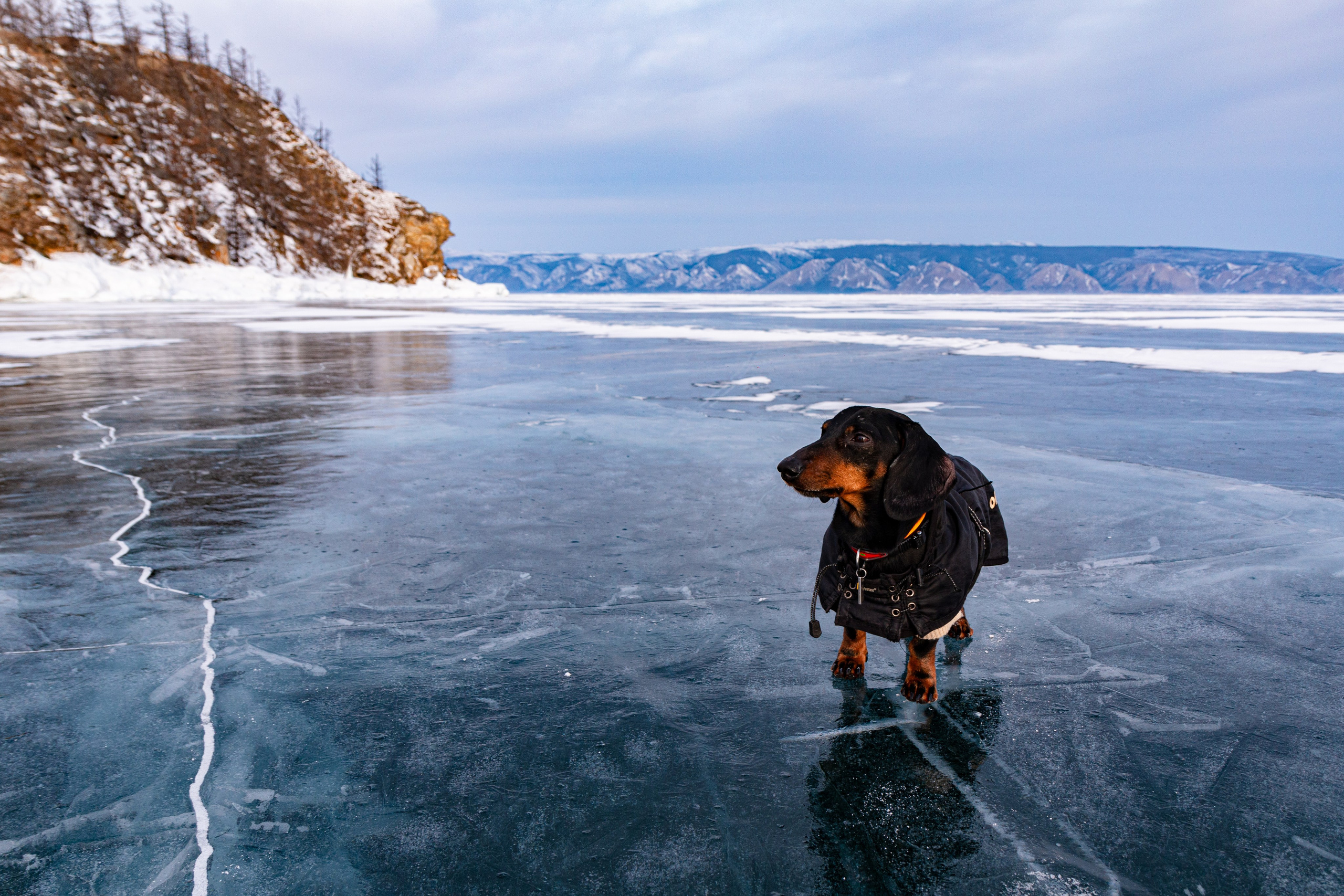 Фотосъёмка животных. Предметный и репортажный фотограф Алексей Кротов
