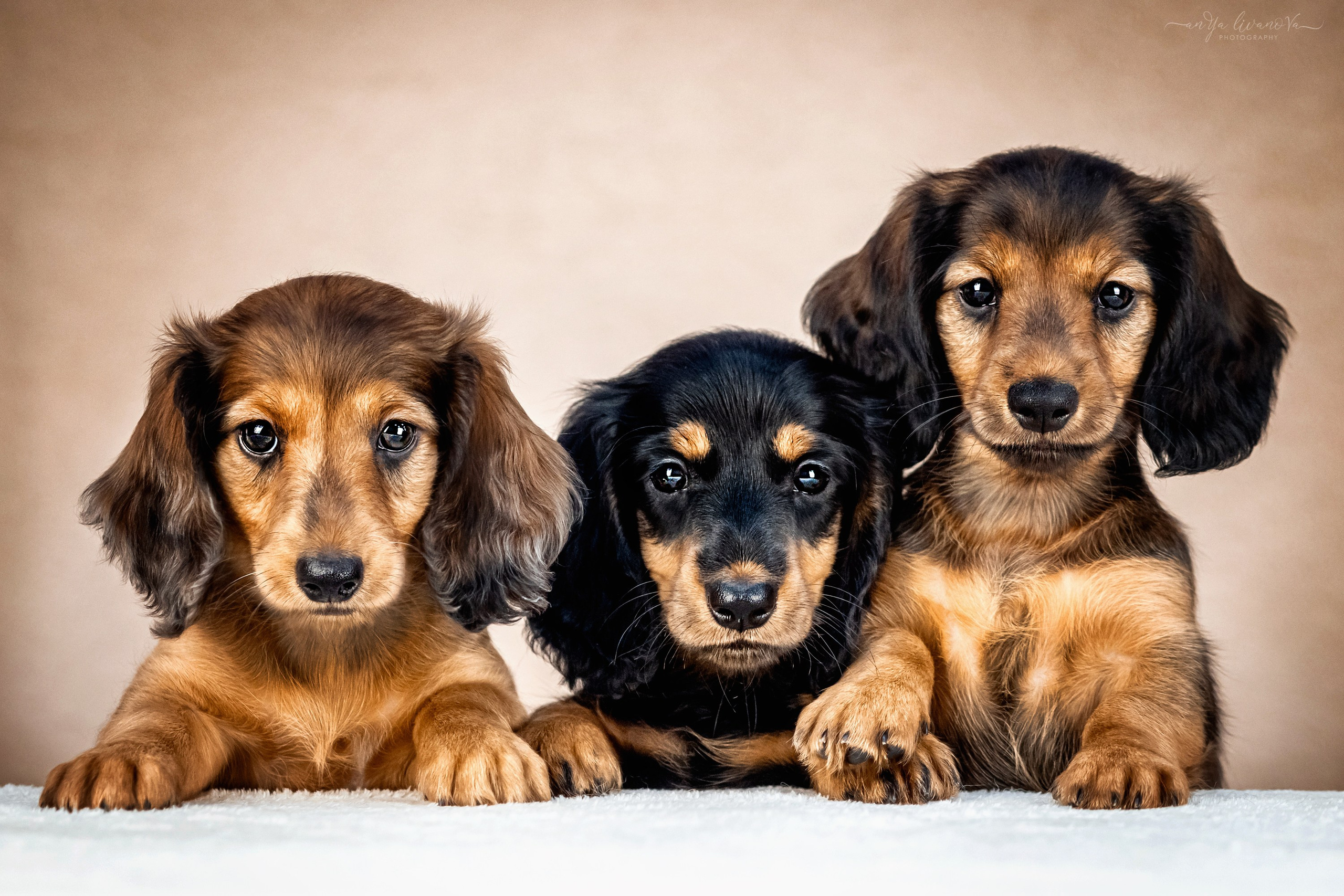 Таксята. Фотограф анималист Аня Ливанова | Рыбинск