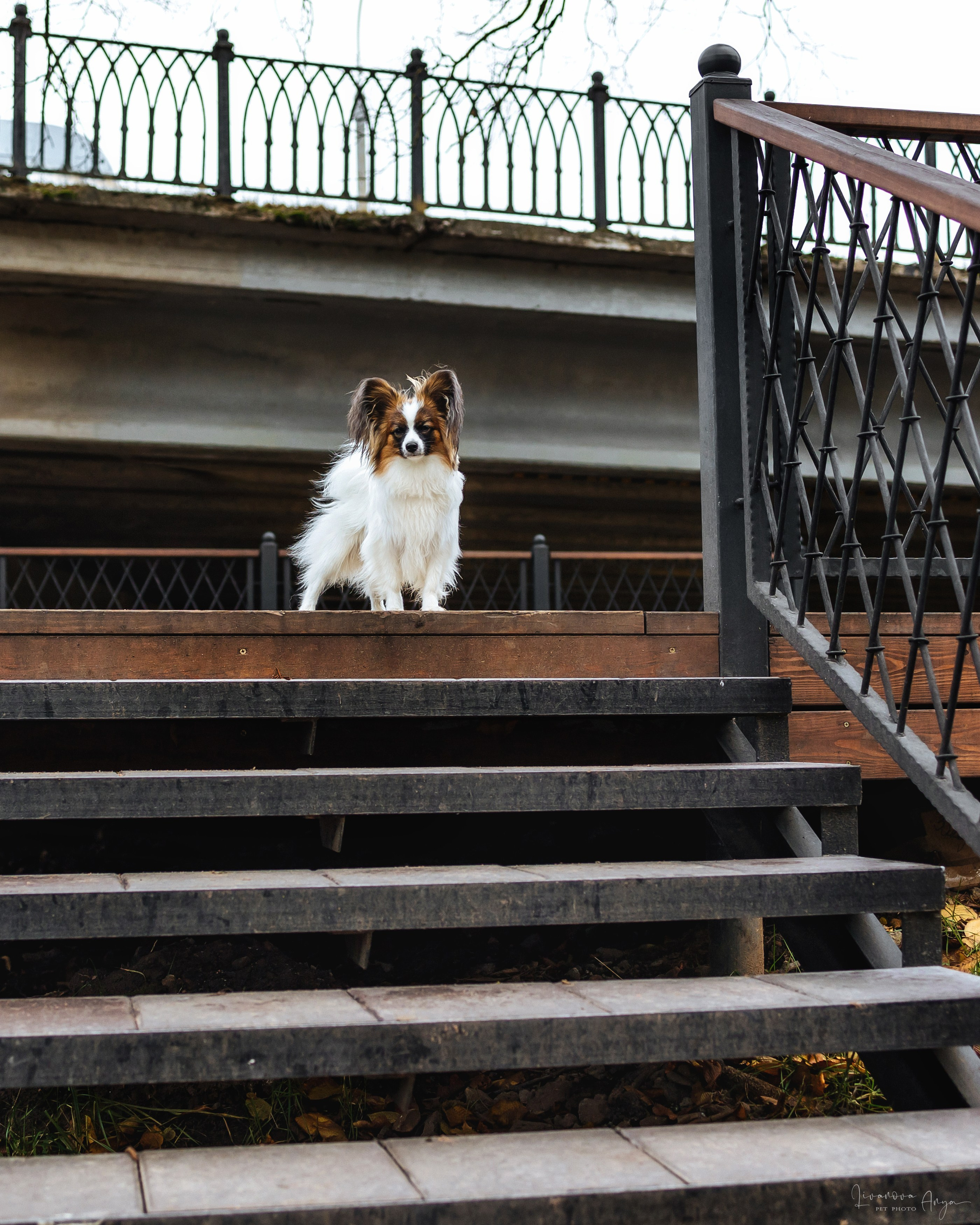Хьюстон. Фотограф анималист Аня Ливанова | Рыбинск