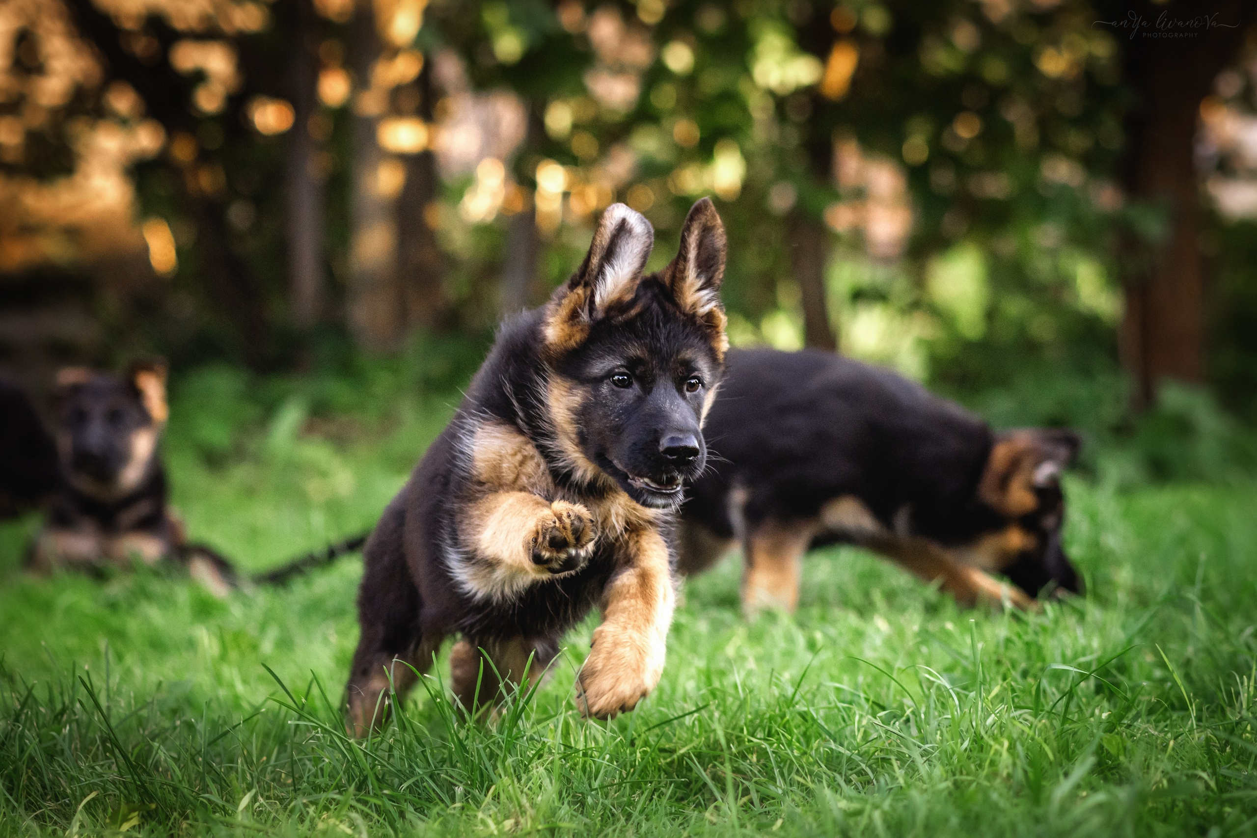 Овчарята. Фотограф анималист Аня Ливанова | Рыбинск