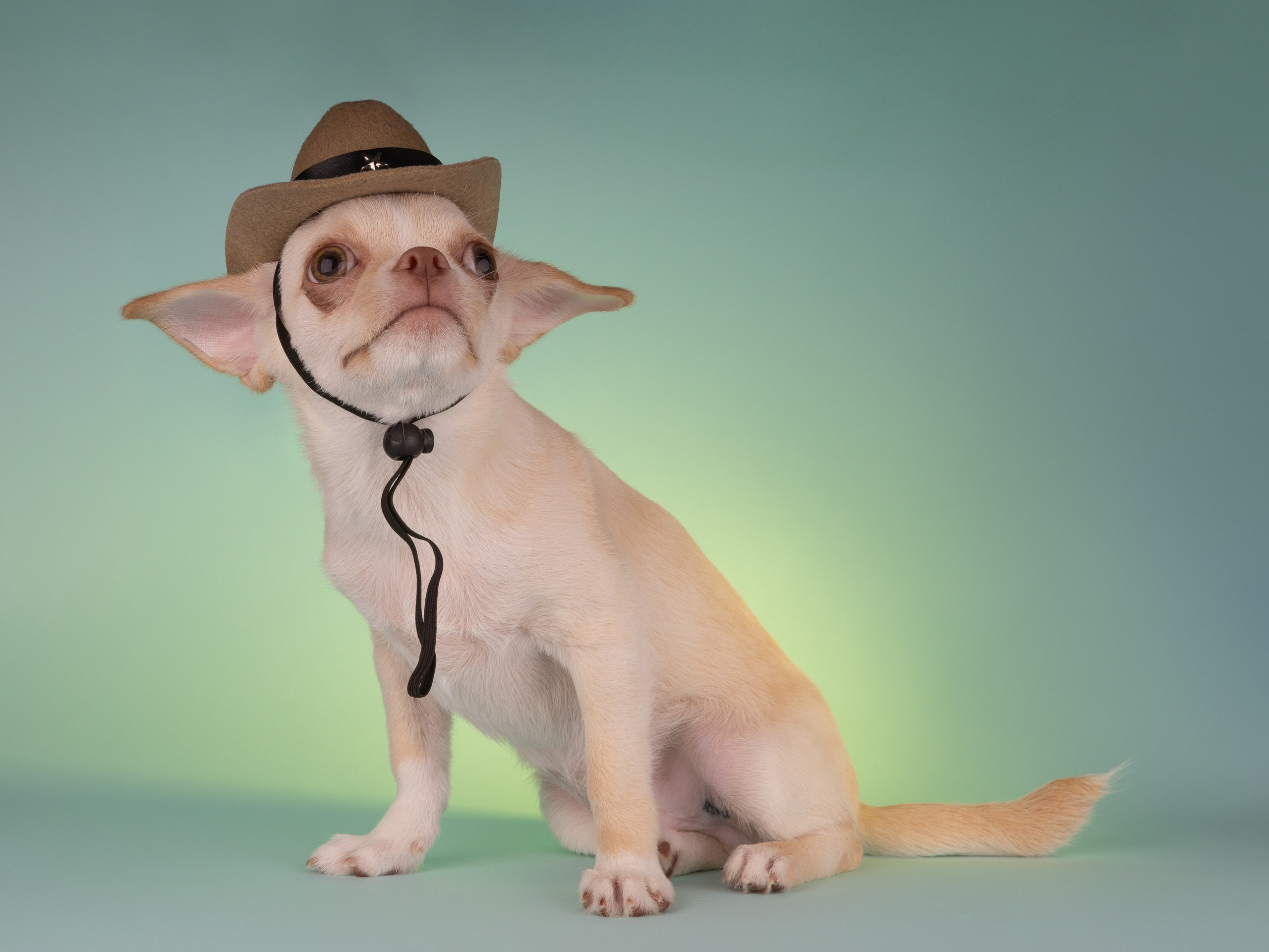 Чихуахуа (студия). Фотограф-анималист в Москве, МО и Владимире