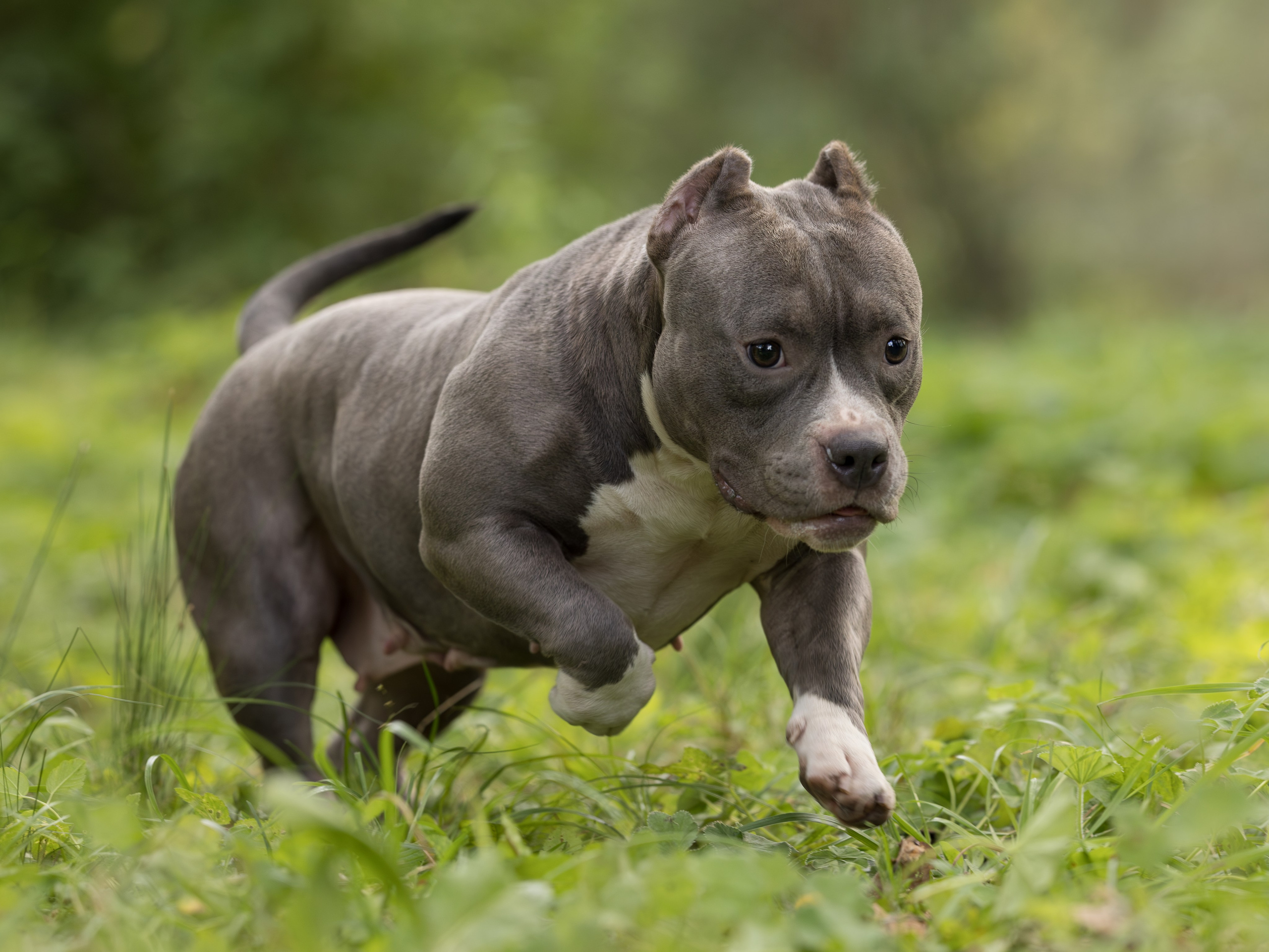 Американские булли осенью. Фотограф-анималист в Москве, МО и Владимире