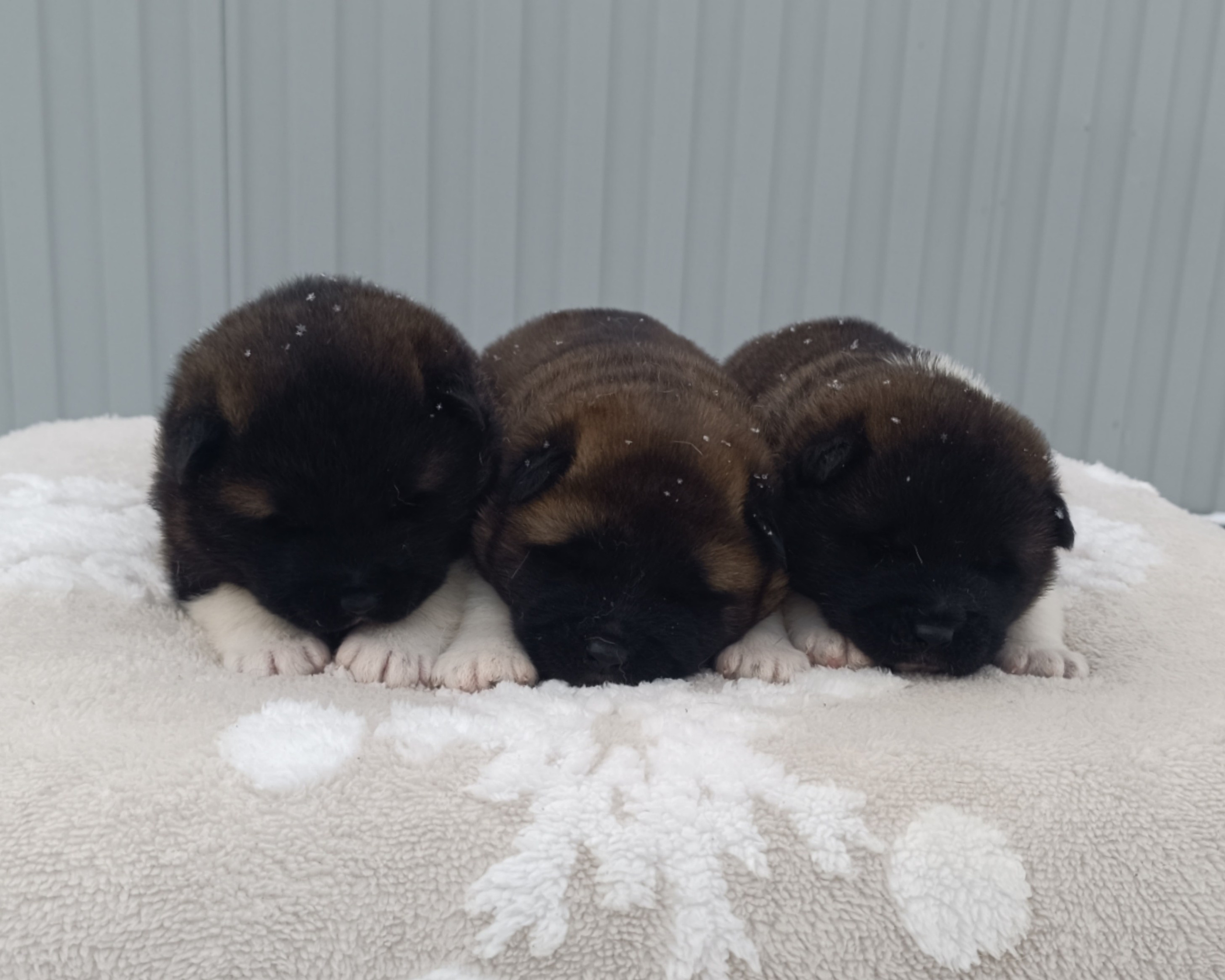 Американская акита  щенки питомник Санкт-Петербург клубные щенки Американская акита питомник RUBYLIGHT Рубилайт купить щенка американской акиты