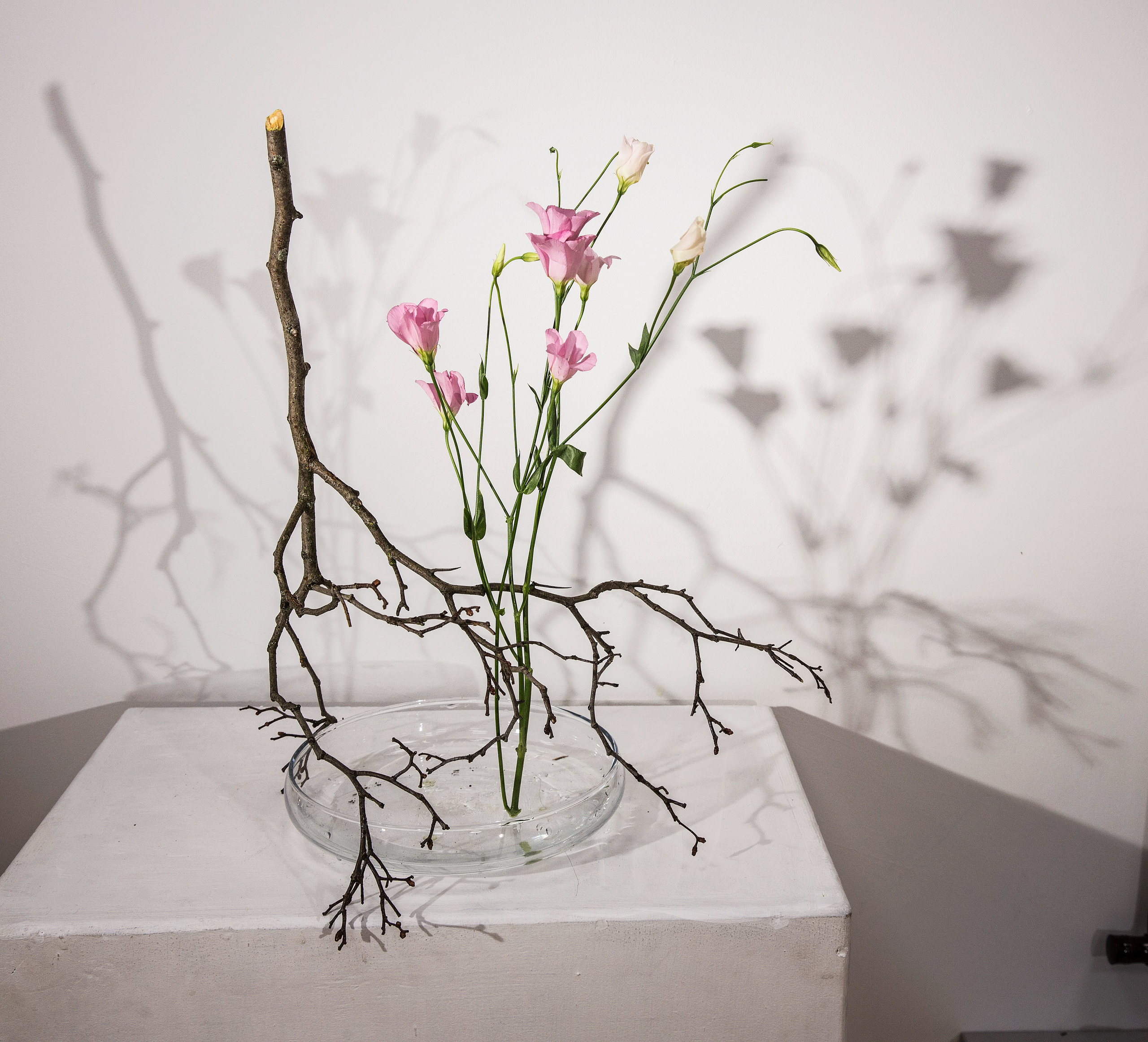 Икэбана Барне. Фотограф Анна Барне