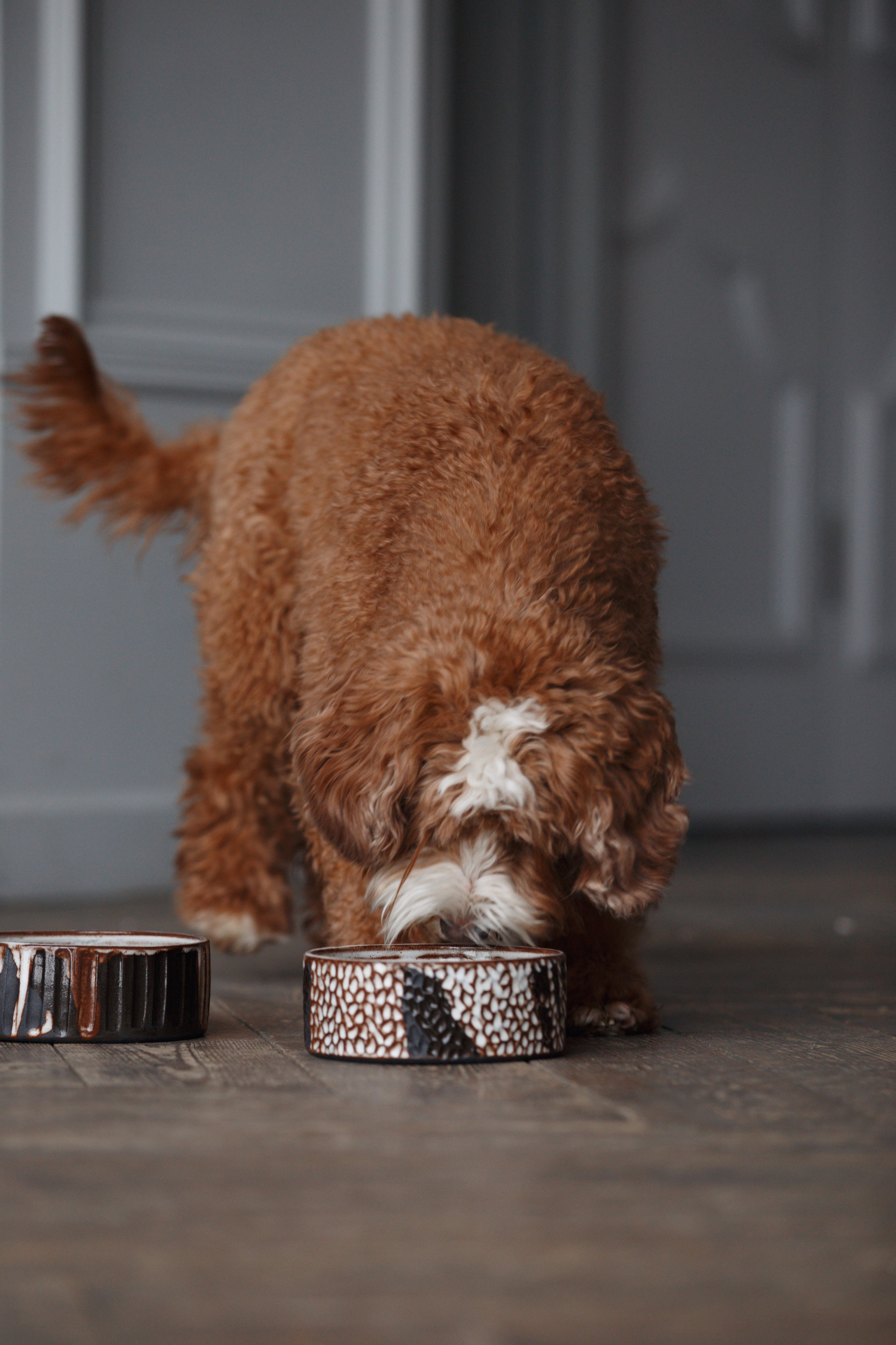 Bmbh лежанки и адресники. Фотограф анималист Кристина Карпова, Москва