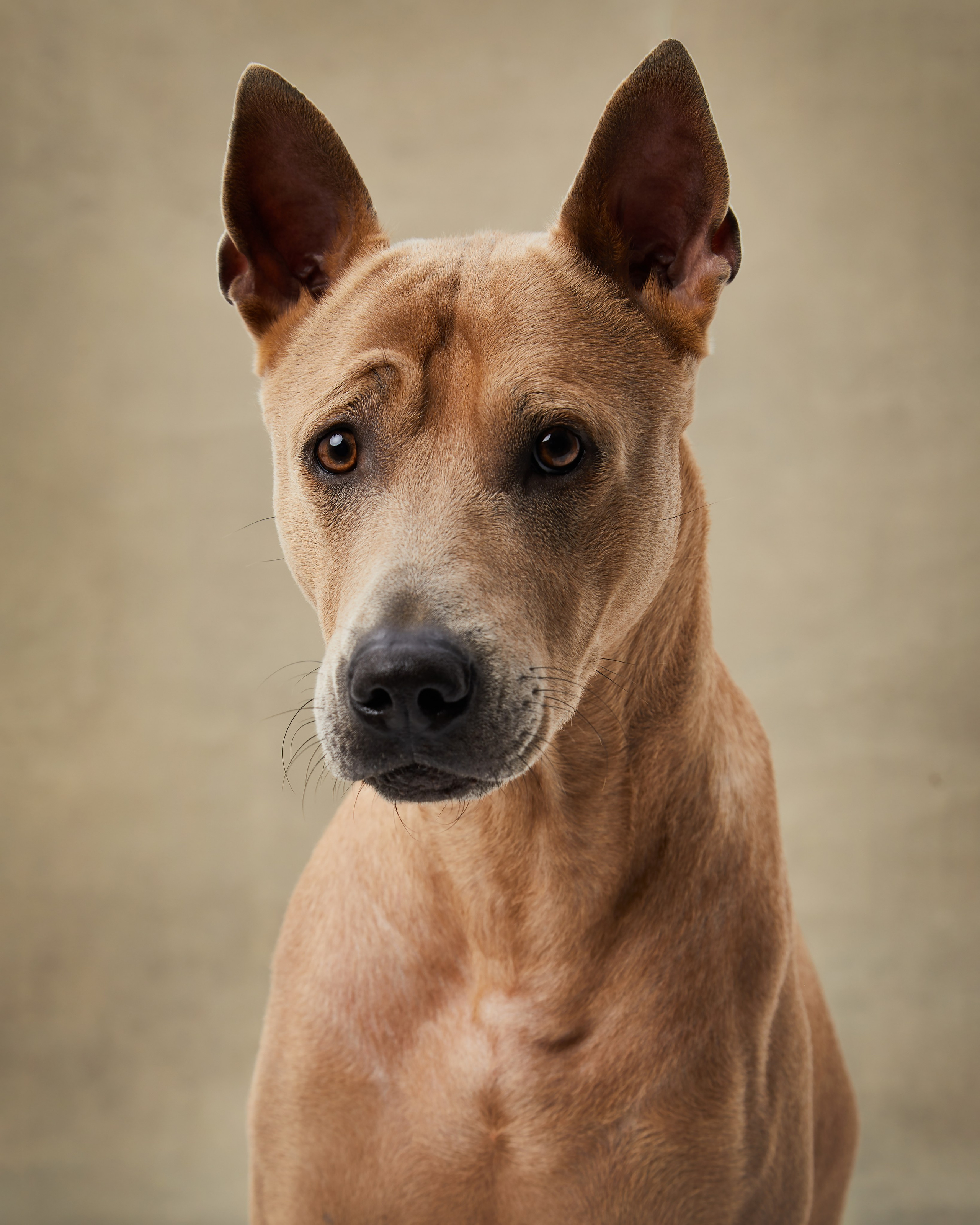 Pets Photography / Фотограф Собак