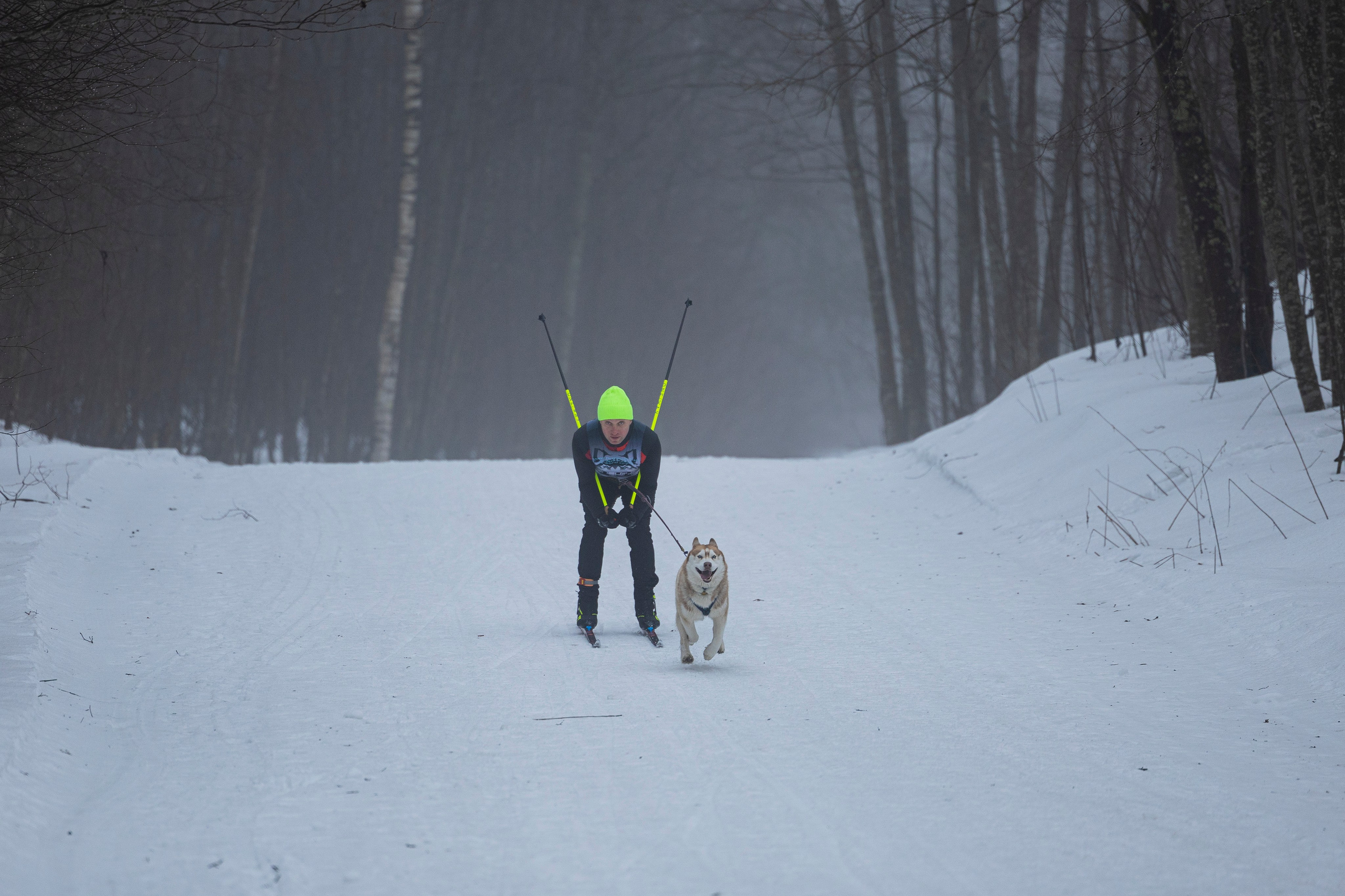 Зимний Чемпионат Санкт-Петербурга по ездовому спорту. Фотограф-анималист Анна Маринич