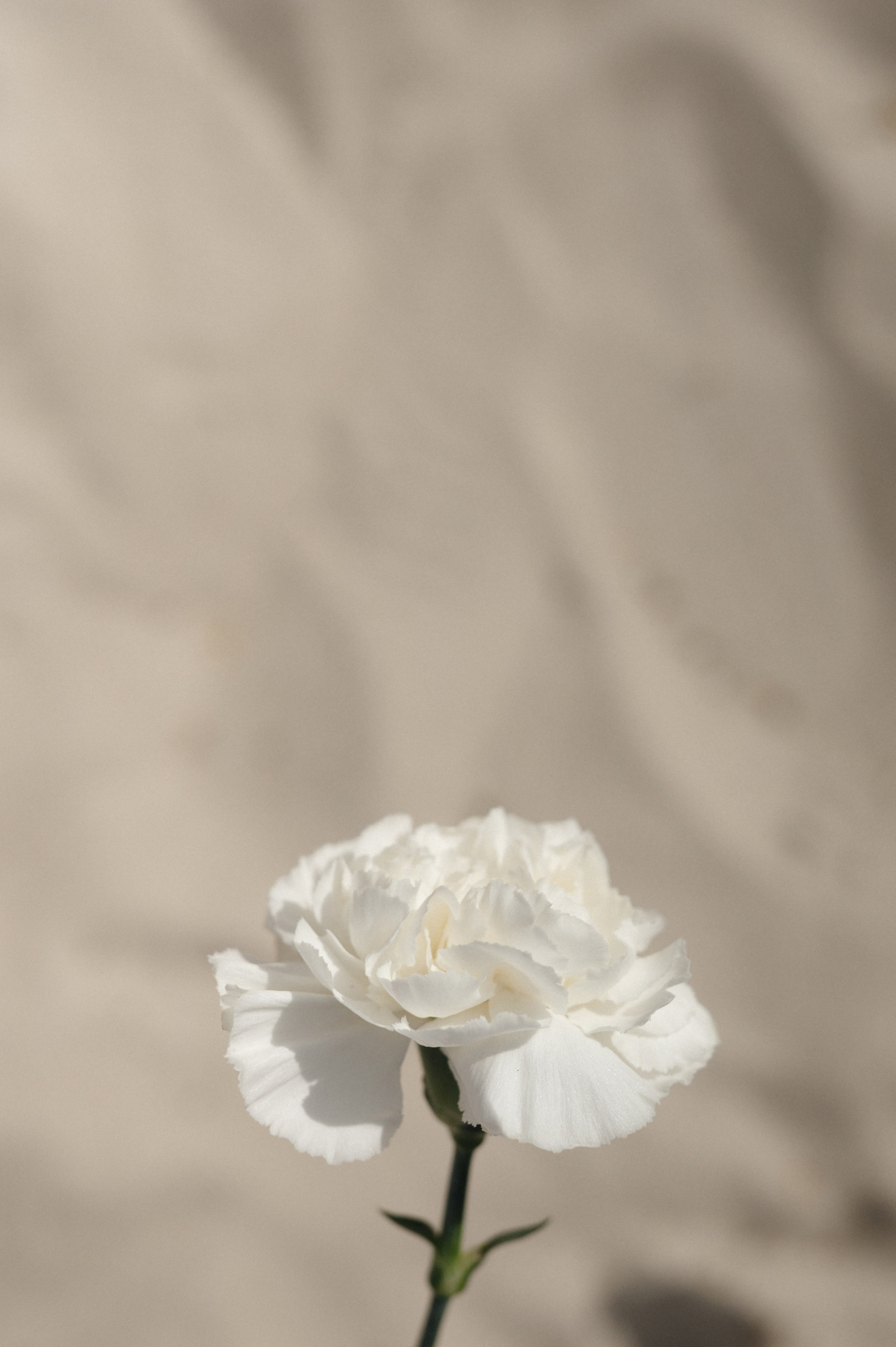 Свадебная фотосессия. Свадебный фотограф в Минске Тагай Наталья