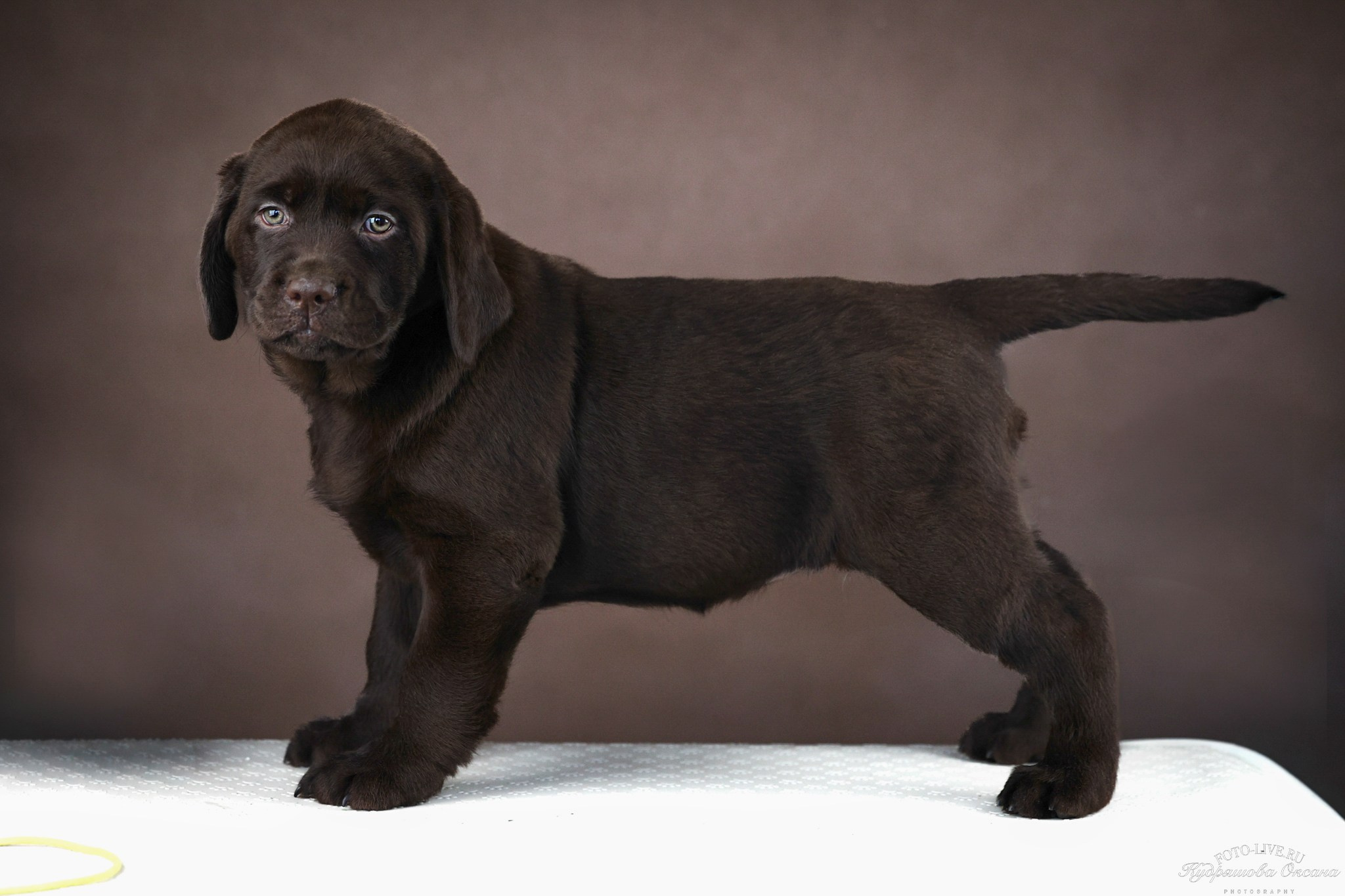 Лабрадоры. Фотограф 📸 анималист, предметный, репортажный