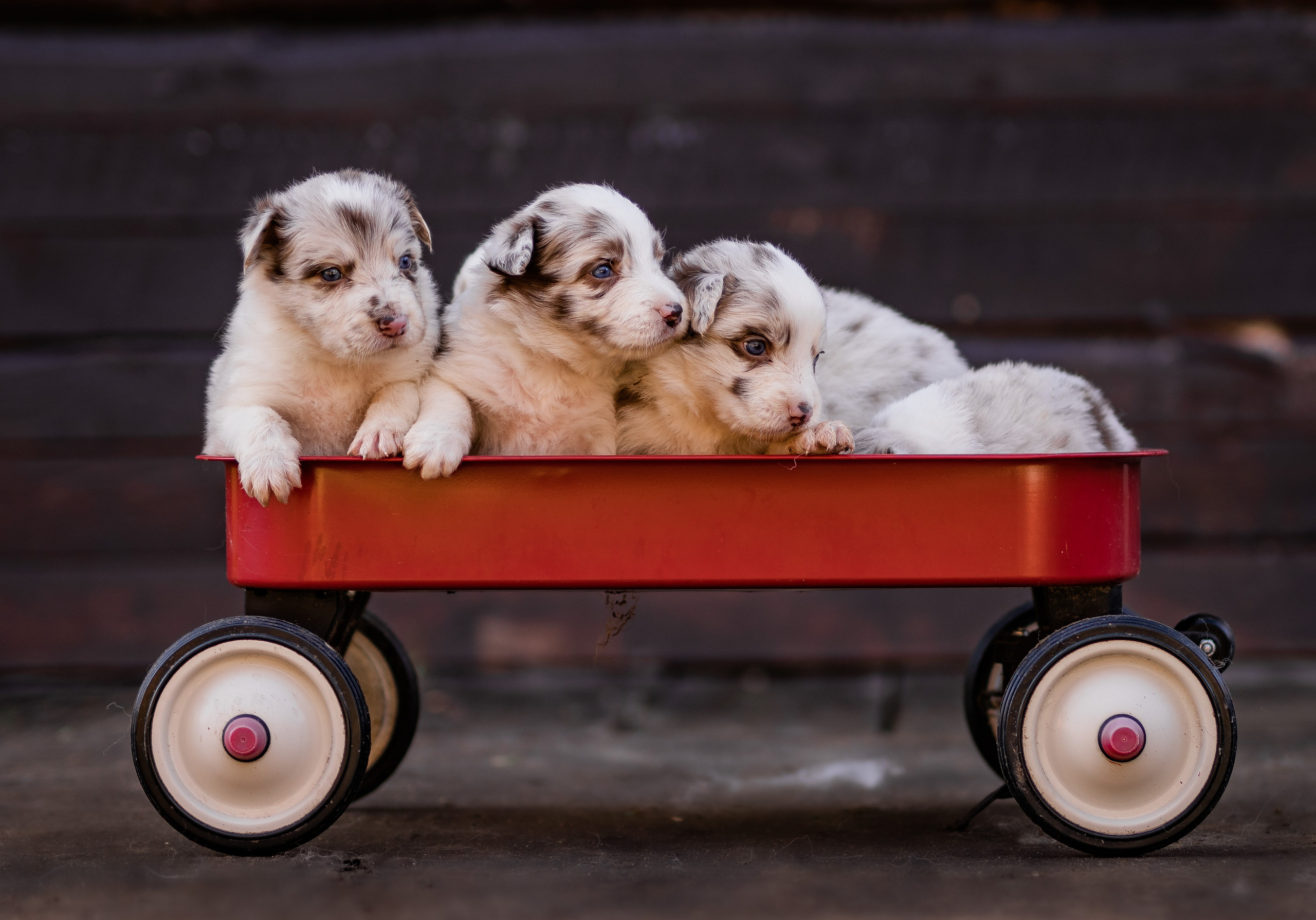 Фритсвит. Семейный фотограф Ефремова Виктория